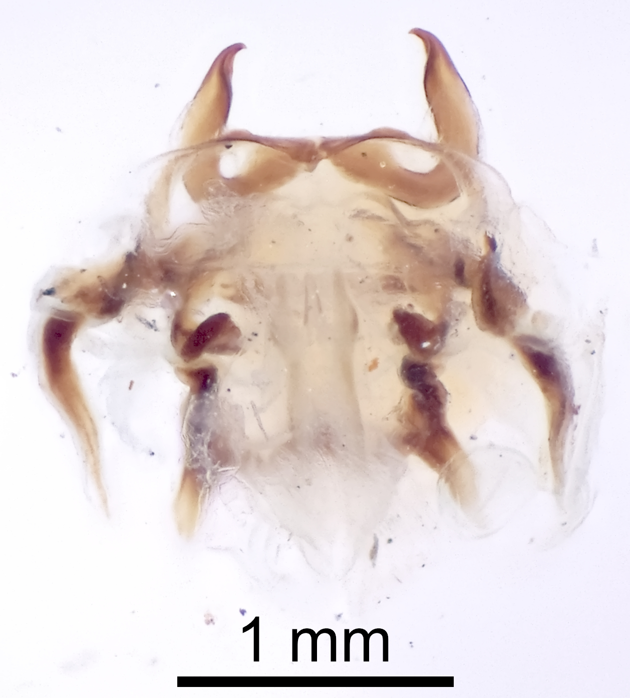 CollectionObject 1522990; 2719f869-efac-4315-904f-3d9d1b1cb673: Male genitalia, dorsal view (holotype). (CollectionObject).