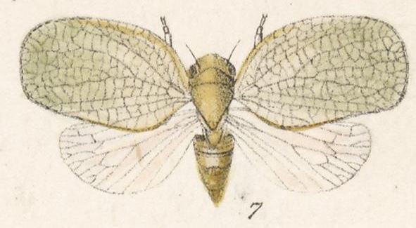 Acanalonia virescens Stål, 1864: Acanalonia virescens from Fowler 1900 figs 7 from Bugaba Panama. (Otu).