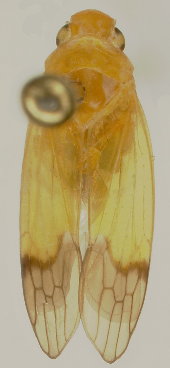 Habitus, dorsal view: !! display not done !! on Biza ava Kramer, 1967: Male holotype [USNM]: habitus, dorsal view. (Observation).