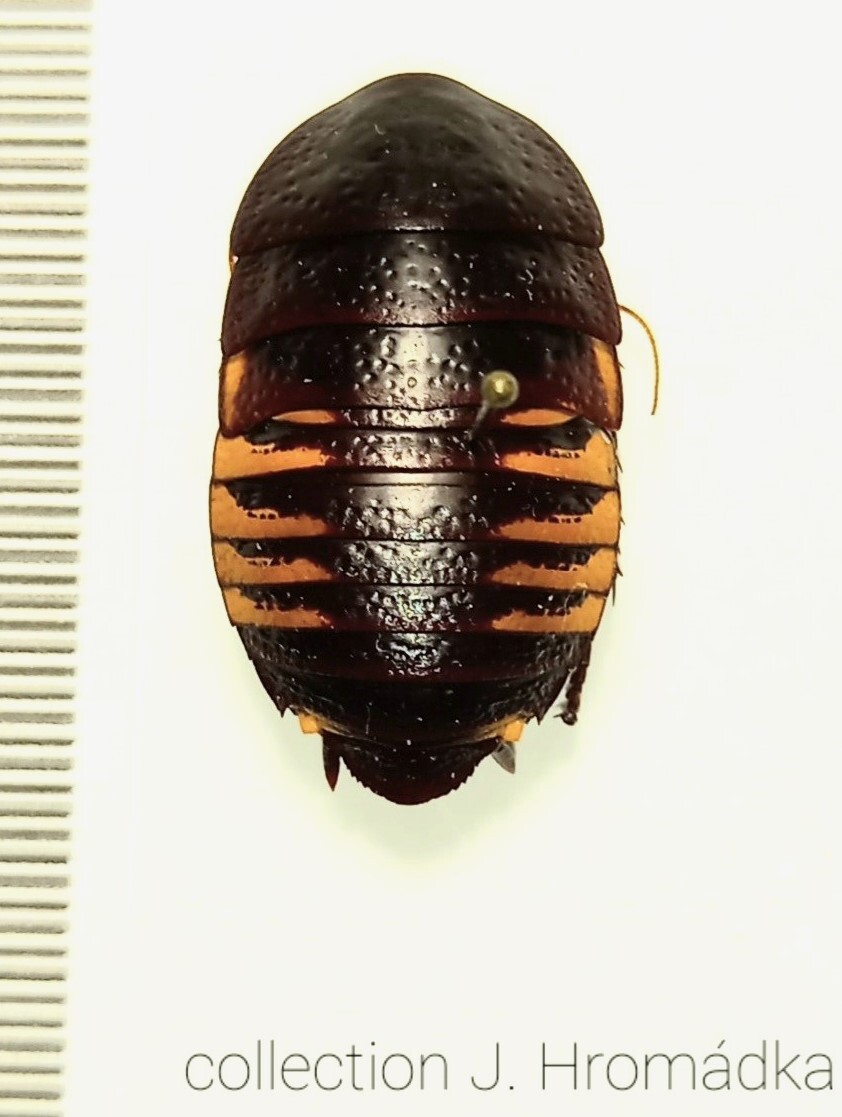 Cosmozosteria gloriosa Shelford, 1909: (Otu).
