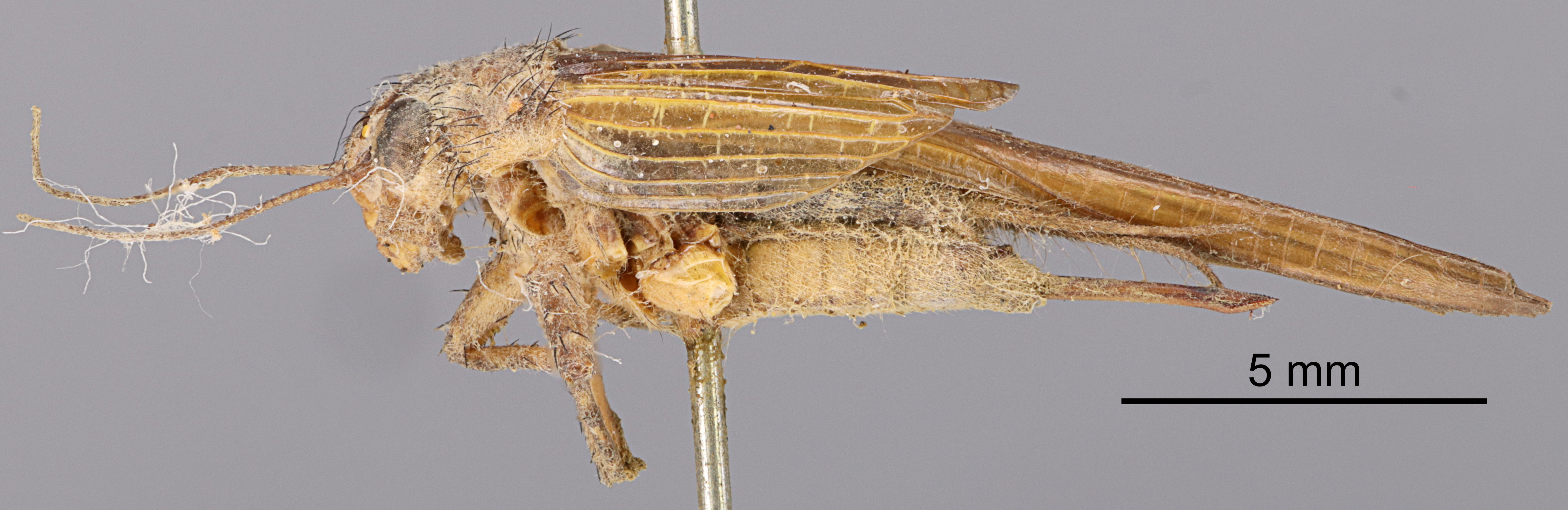 CollectionObject 1523170; 8f7af922-61df-483e-9a47-81fa1ad6bdb5: Female, lateral view (holotype). (CollectionObject).
