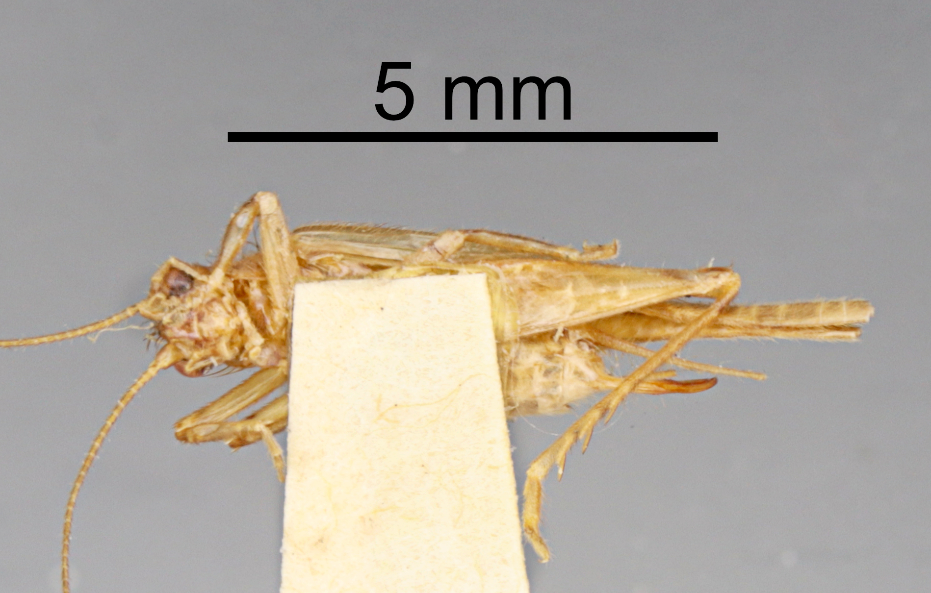 CollectionObject 1523303; fc94cc5e-1bf9-437b-a472-c3716eaa1e13: Female, ventral view (holotype). (CollectionObject).