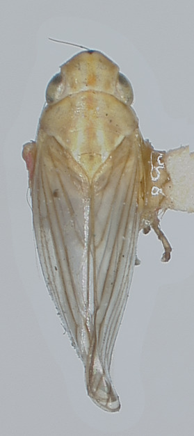 Habitus, dorsal view: !! display not done !! on Coelella distincta (Oman, 1931): Male holotype [USNM]: habitus, dorsal view. (Observation).