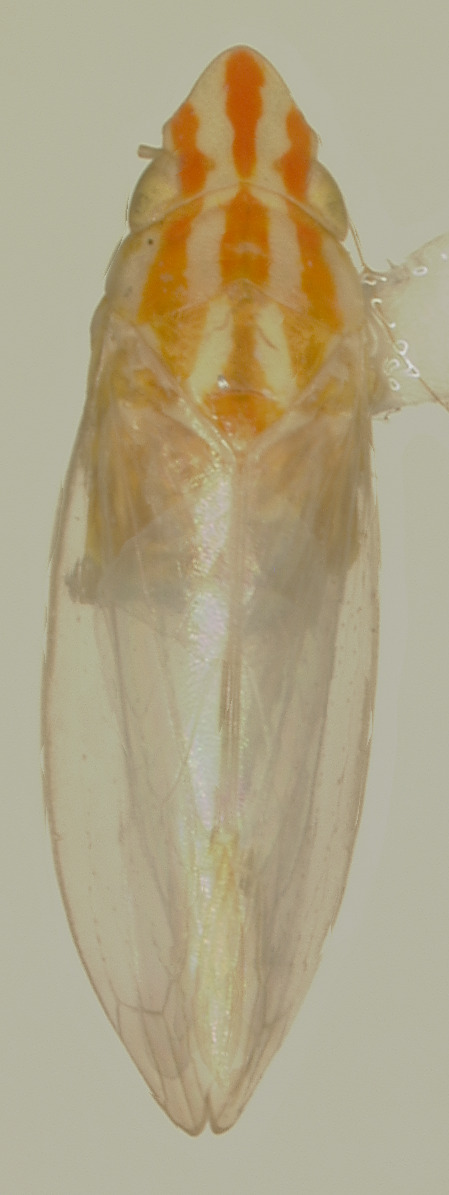 Habitus, dorsal view: Male holotype [USNM]: habitus, dorsal view. (Observation).