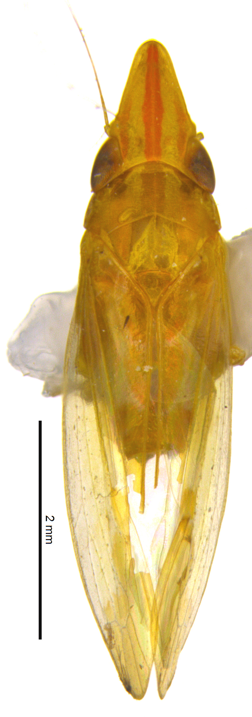 Habitus, dorsal view: Male specimen [DZRJ]: habitus, dorsal view. (Observation).