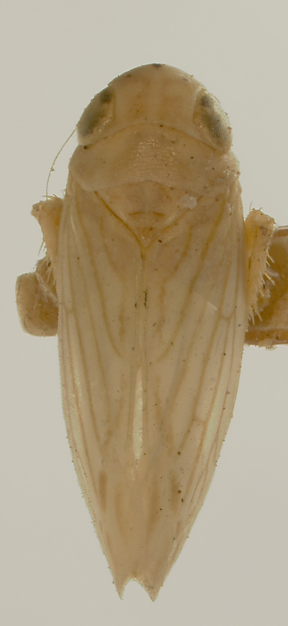 Habitus, dorsal view: !! display not done !! on Neocoelidia candida Ball, 1909: Male syntype [USNM]: habitus, dorsal view. (Observation).