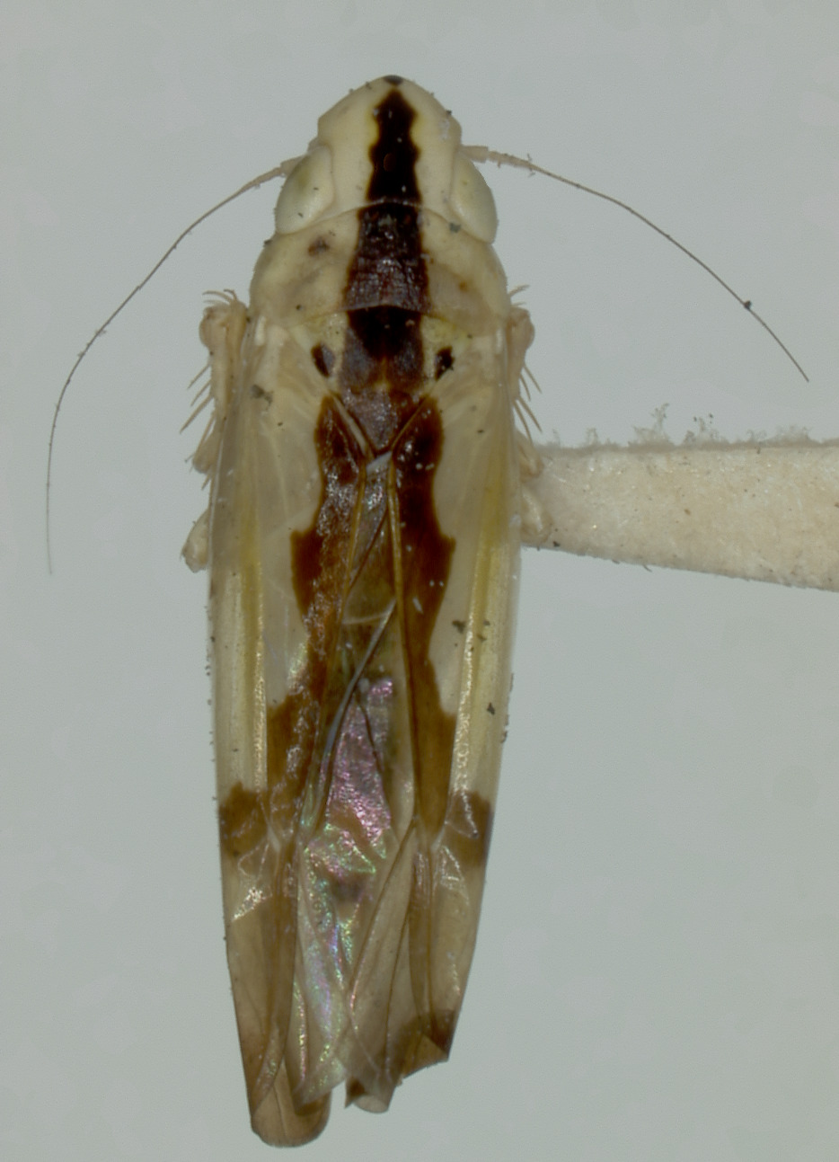 Habitus, dorsal view: !! display not done !! on Neocoelidia clara (DeLong, 1953): Male paratype of N. clara [USNM]: habitus, dorsal view. (Observation).