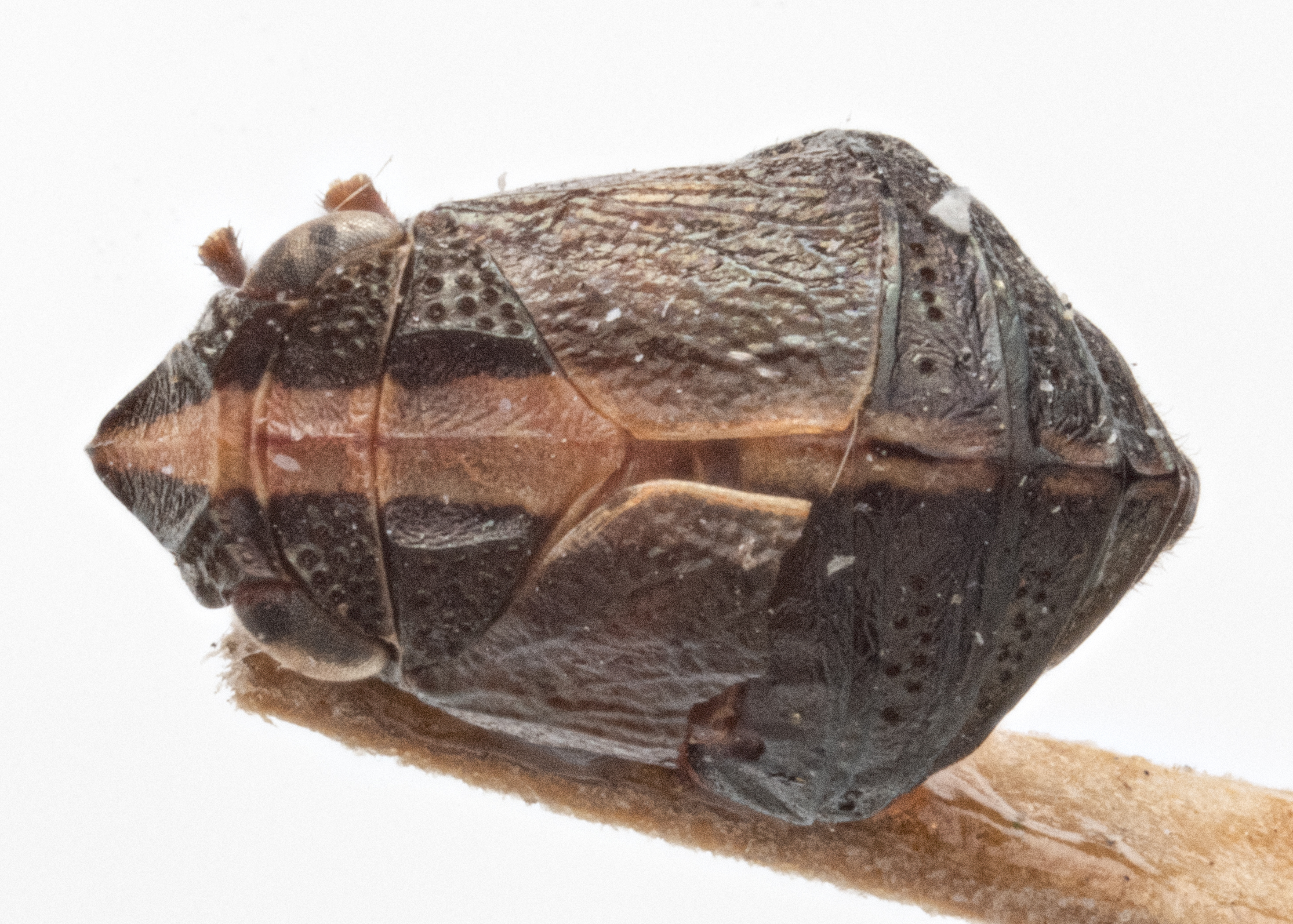 Habitus, dorsal view: !! display not done !! on Bruchomorpha suturalis Melichar, 1906: (Observation).