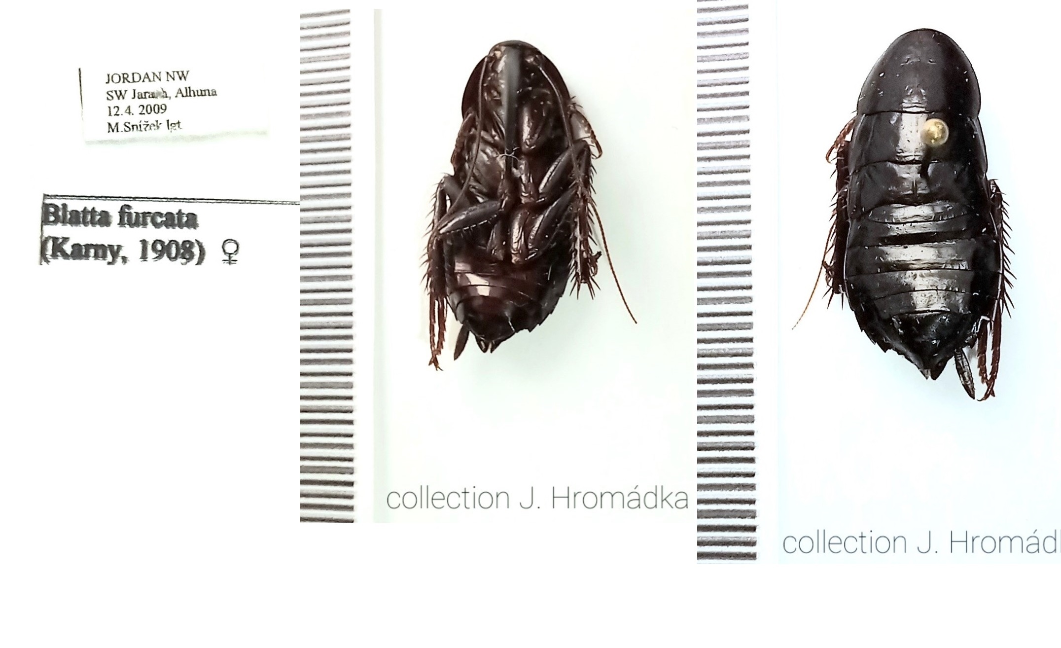 Blatta furcata (Karny, 1908): (Otu).