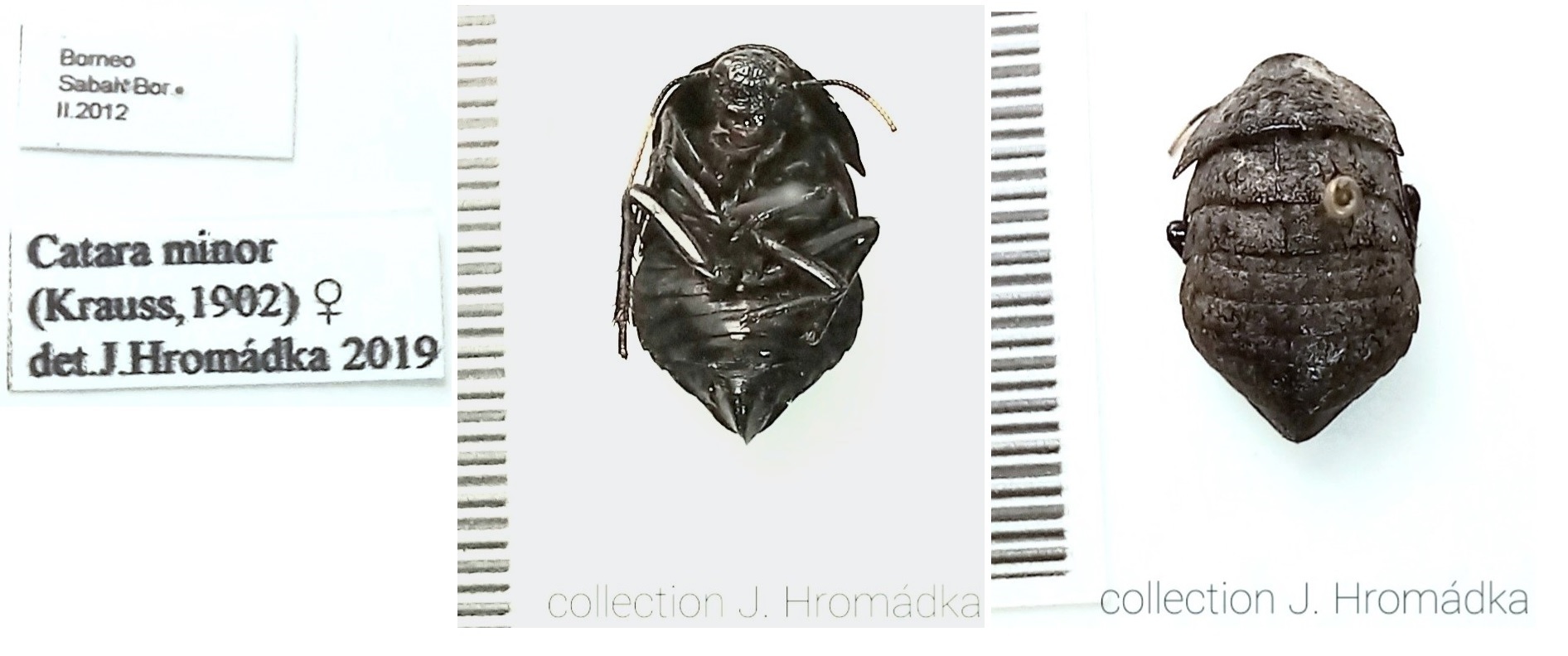 Catara minor Krauss, 1902: (Otu).