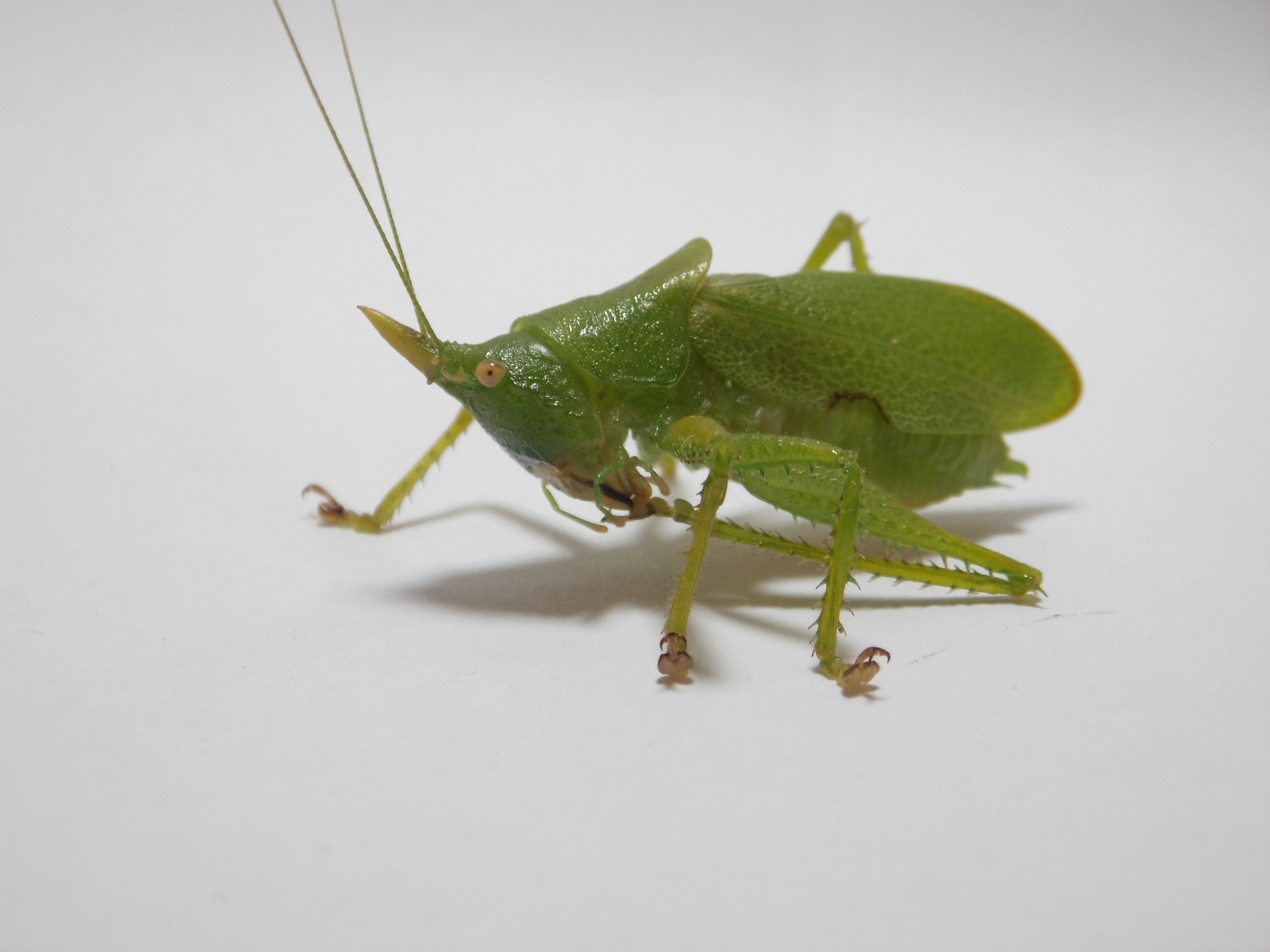 CollectionObject 2627525; 10304133-f8fc-4ae8-9f12-d87bf09db317: (CollectionObject).;Copiphora brachyptera Karny, 1907: Male of Copiphora brachyptera, grooming. (Otu).
