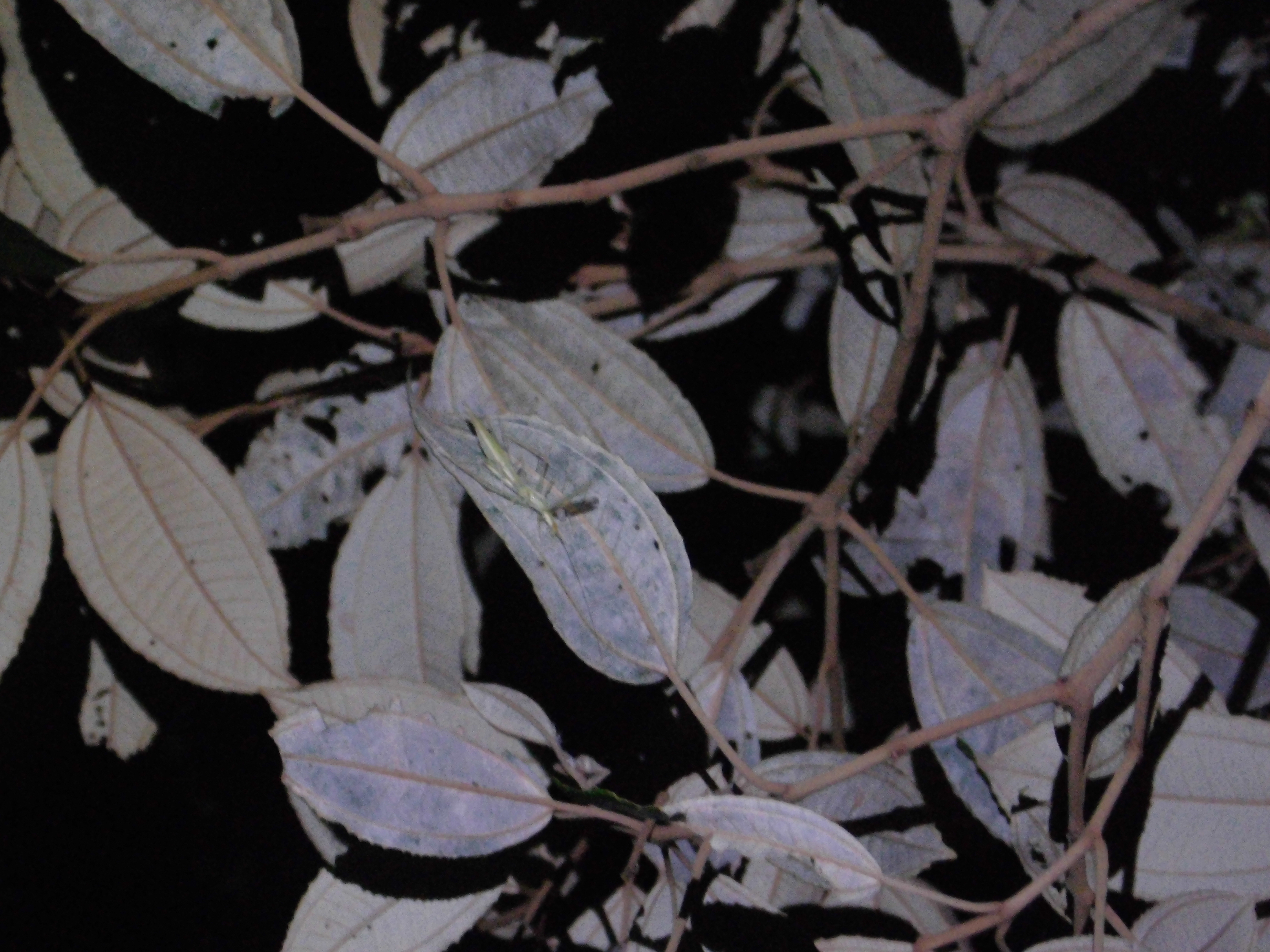 Oecanthus rubromaculatus Zefa, 2022: Copulation of Oecanthus lineolatus. Pictures available in Zefa et al. (2022). (Otu).