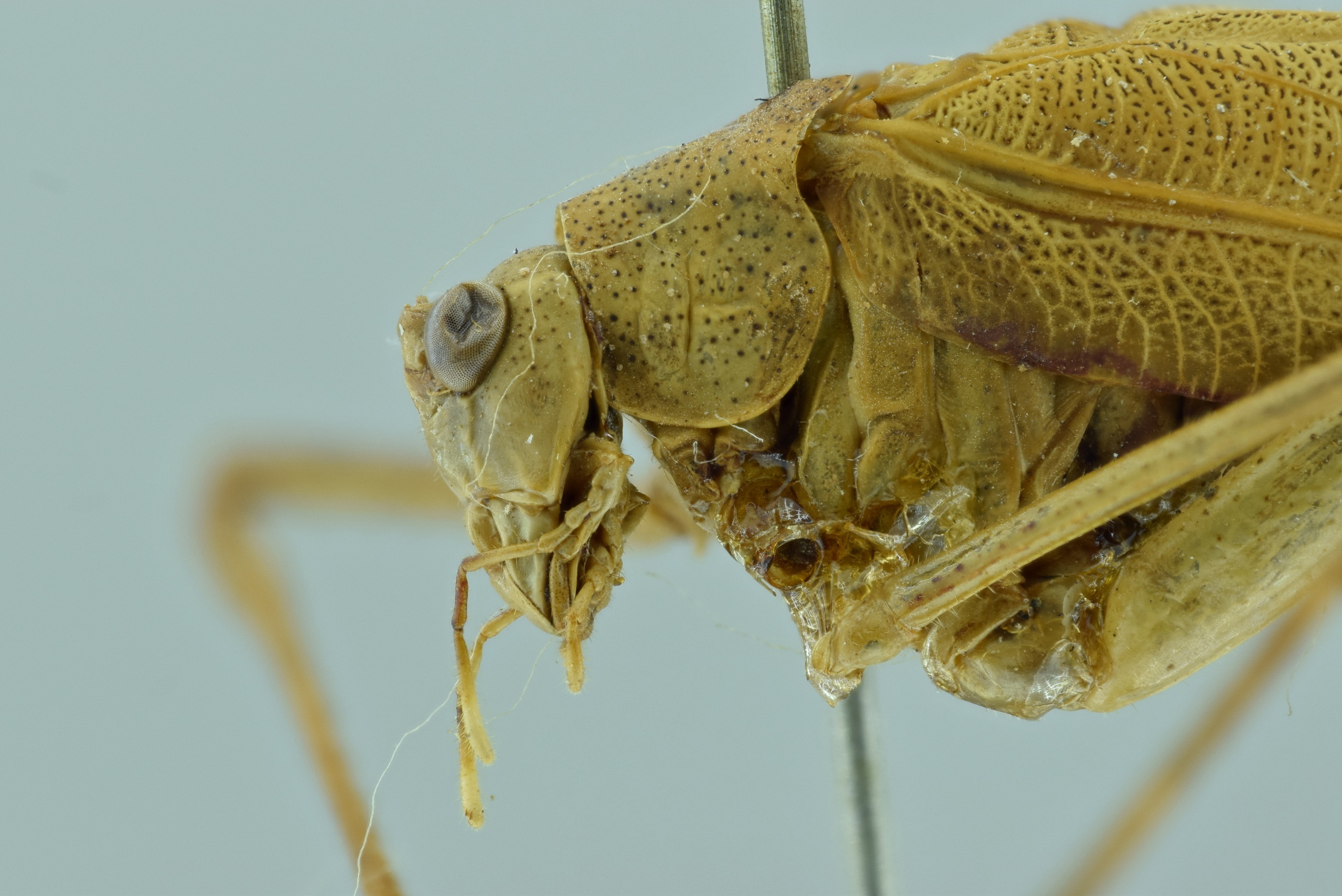 CollectionObject 1532416; 866c5a57-c9a2-454c-b2cc-5404c2515acf: male head and pronotum, lateral view (syntype). (CollectionObject).