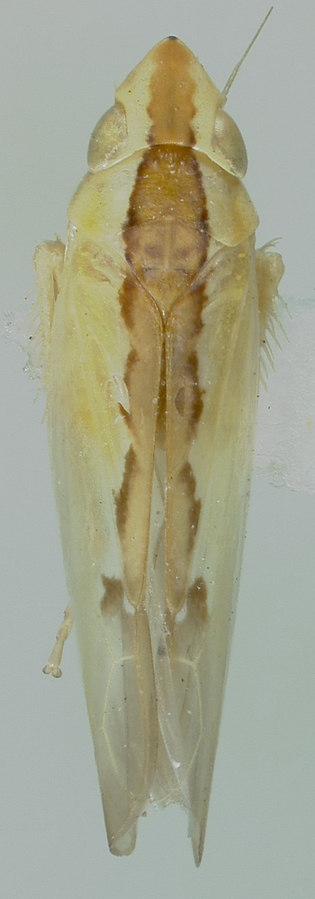 Habitus, dorsal view: !! display not done !! on Neocoelidia pulchella Ball, 1909: Male syntype [USNM]: habitus, dorsal view. (Observation).