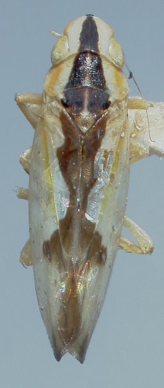 Habitus, dorsal view: Male holotype [OSU]: habitus, dorsal view. (Observation).