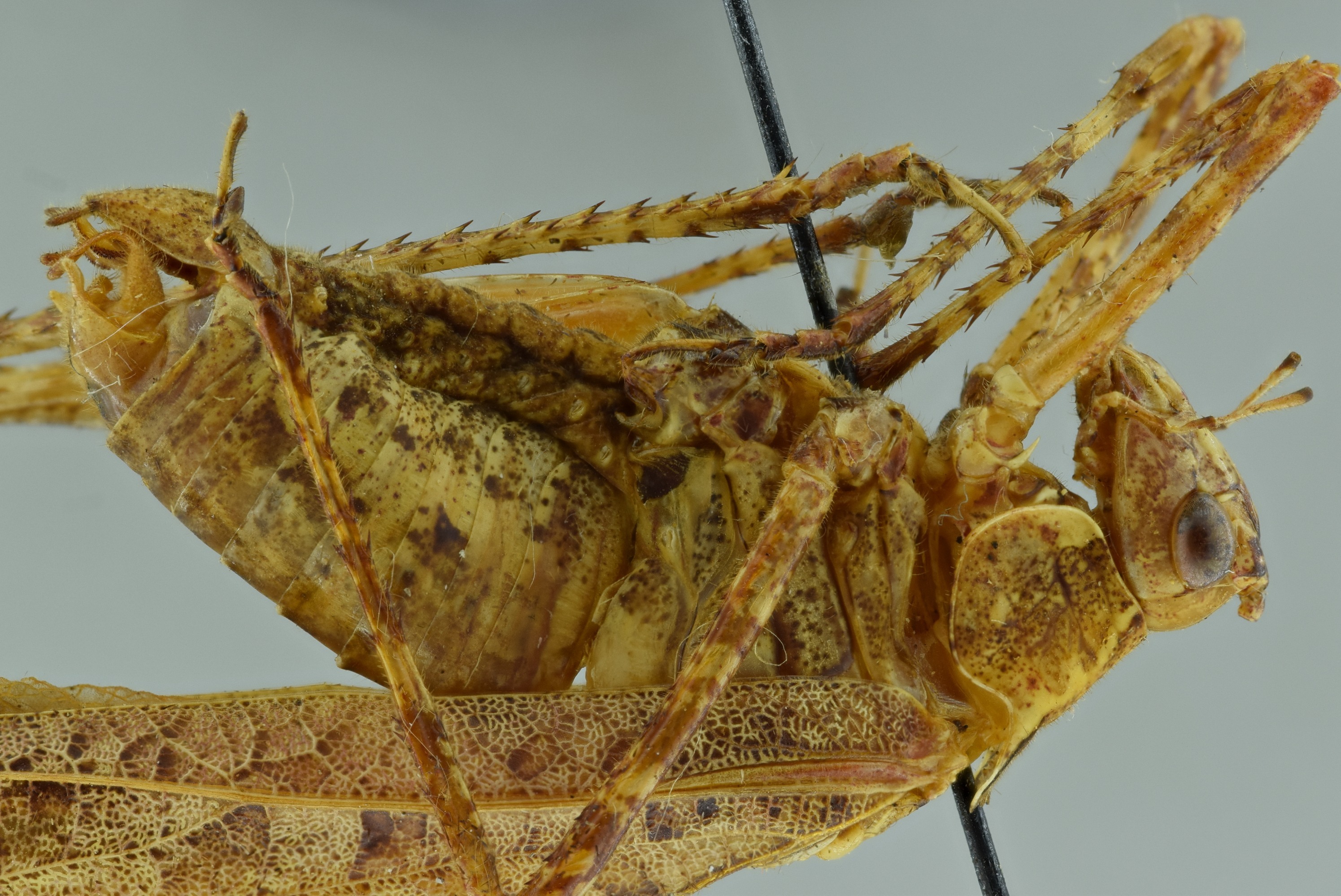 CollectionObject 1532259; 39f0f2b6-306b-43de-a907-7c3ae3b11149: male close-up of body, lateral view (holotype). (CollectionObject).