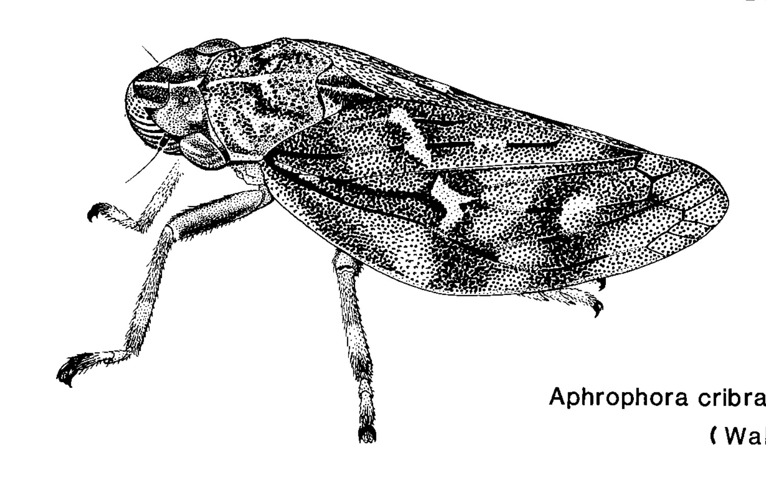 Habitus, lateral view: !! display not done !! on Aphrophora (Pinimber) cribrata (Walker, 1851): (Observation).