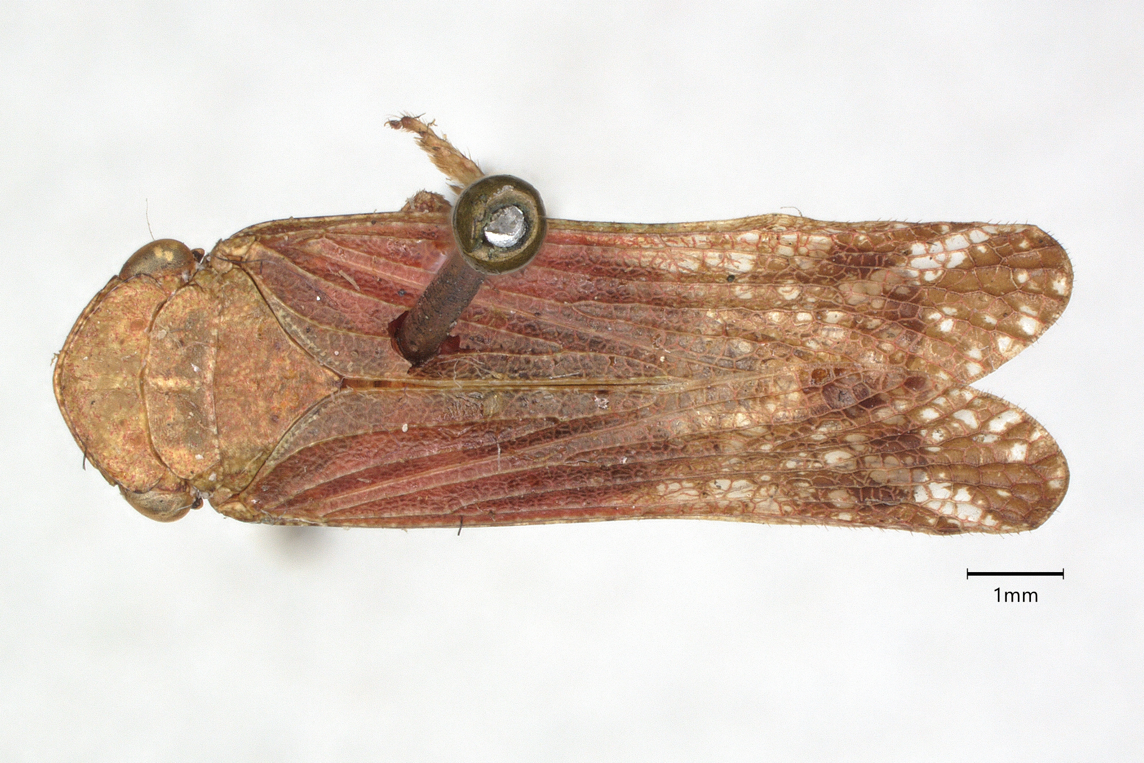 Habitus, dorsal view: (Observation).