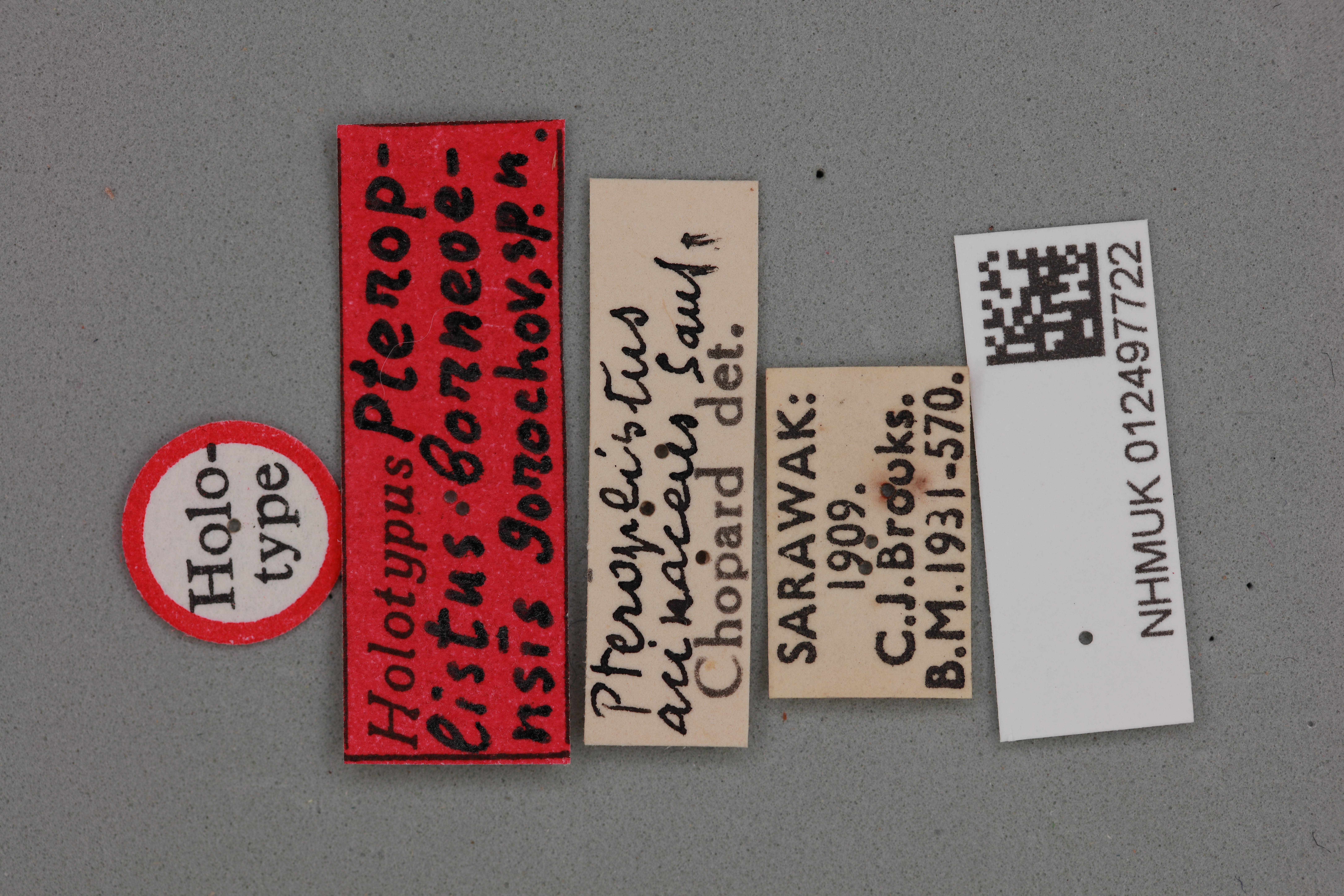 CollectionObject 1516712; bea785e4-82cc-4df7-80e5-a1878861f32f, NHMUK012497722: labels (holotype). (CollectionObject).