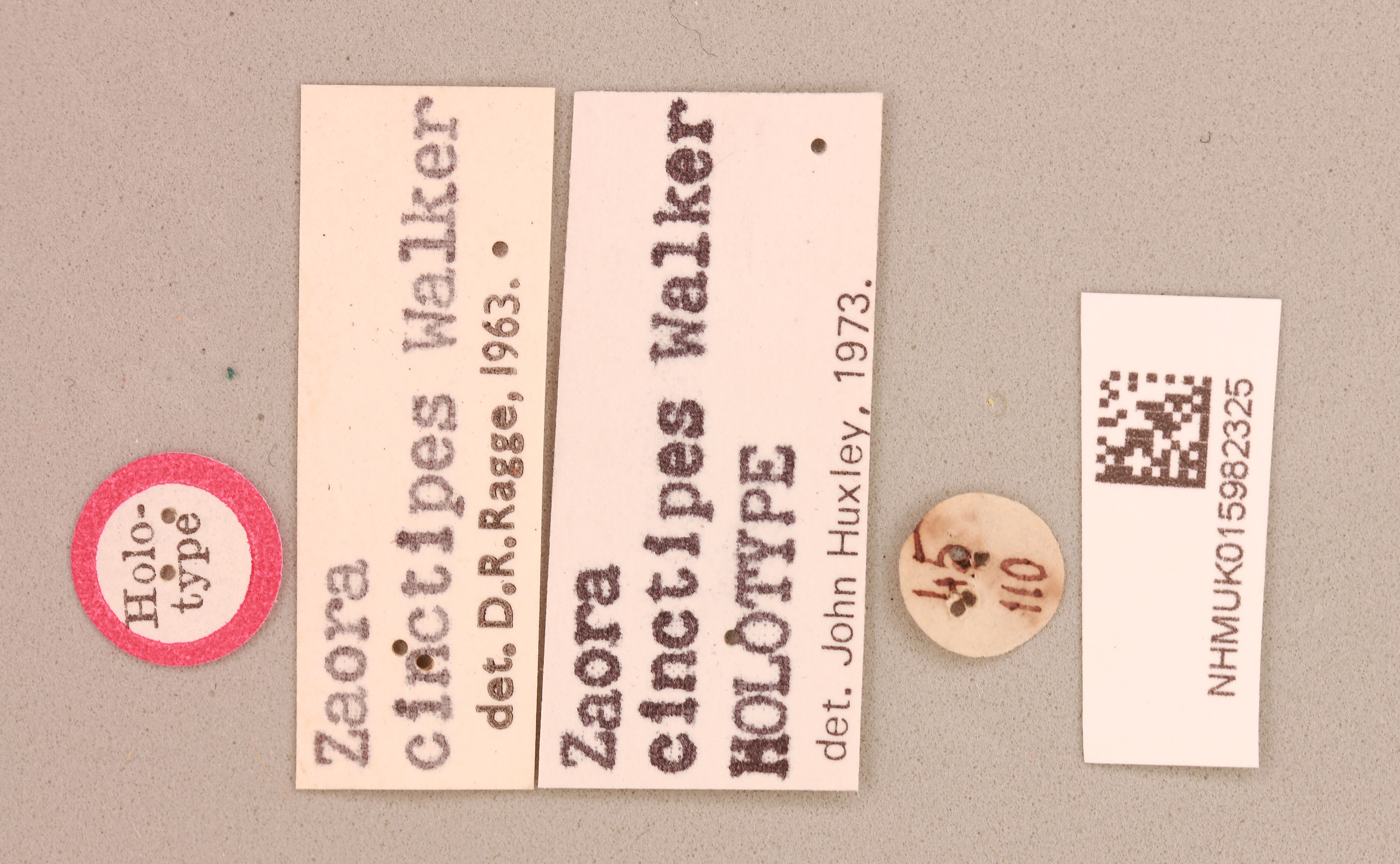 CollectionObject 1518426; 5853e077-567d-4d88-9f63-47ae1b0422b3, NHMUK015982325: labels (holotype). (CollectionObject).