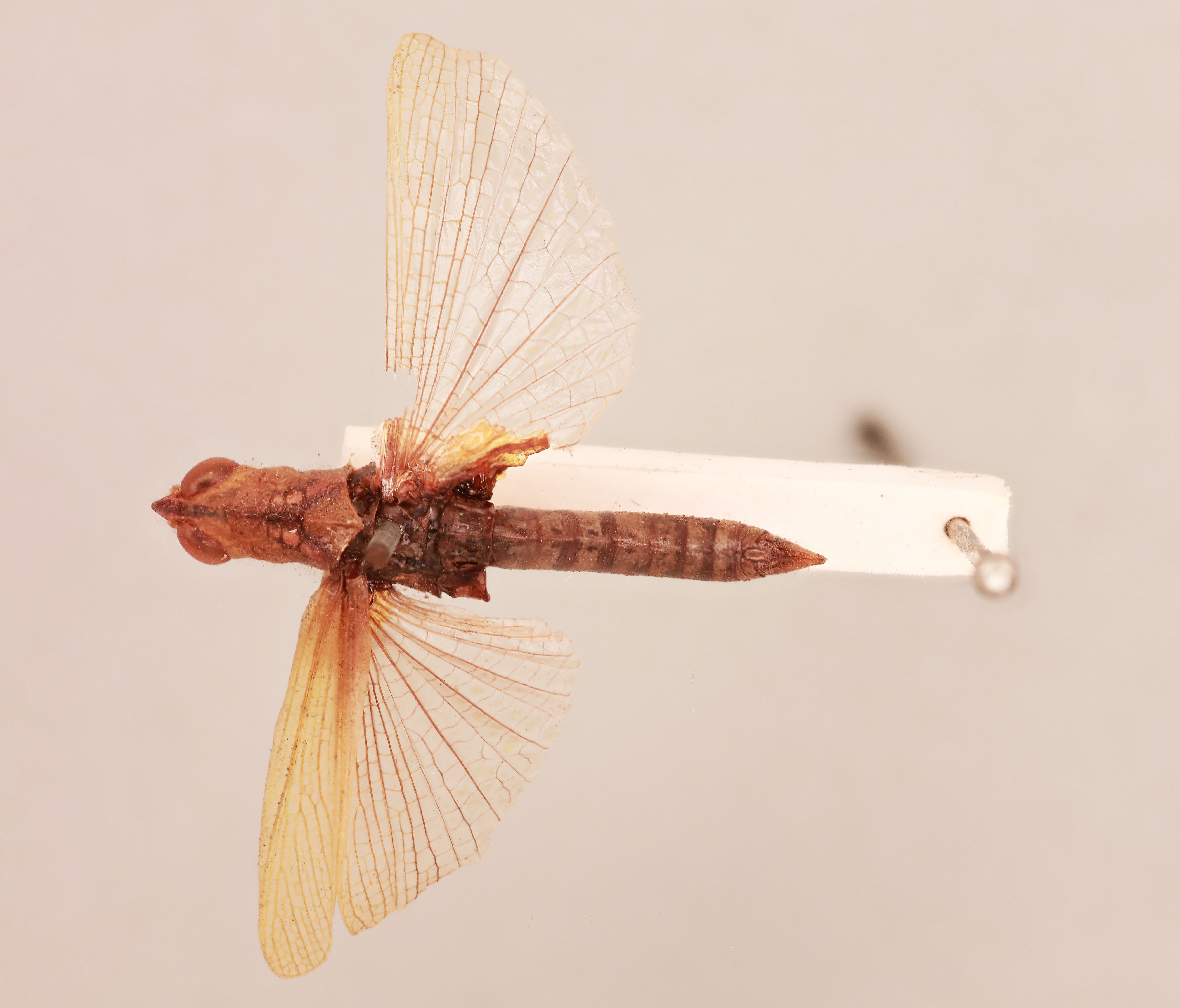 CollectionObject 2042934; 353c744d-64e4-49be-9209-acad87777dfc, NHMUK015982301: male, dorsal view (holotype). (CollectionObject).