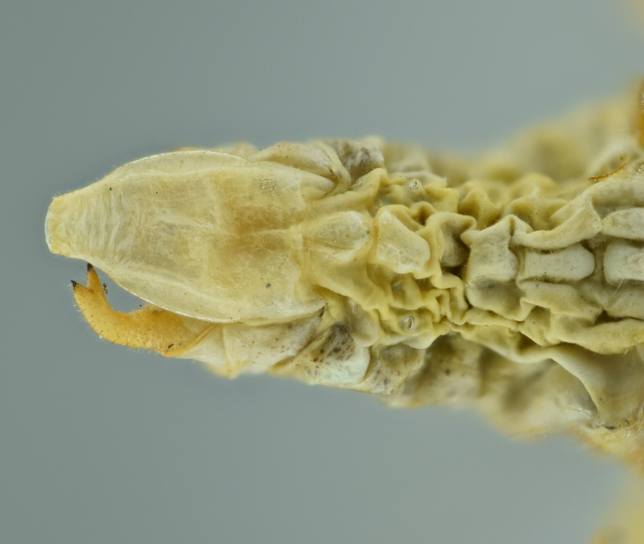 CollectionObject 1476101; NMW 2194, 5259ca78-722a-4b9c-b8d4-4728b9f9e009: male terminalia, ventral view (holotype). (CollectionObject).