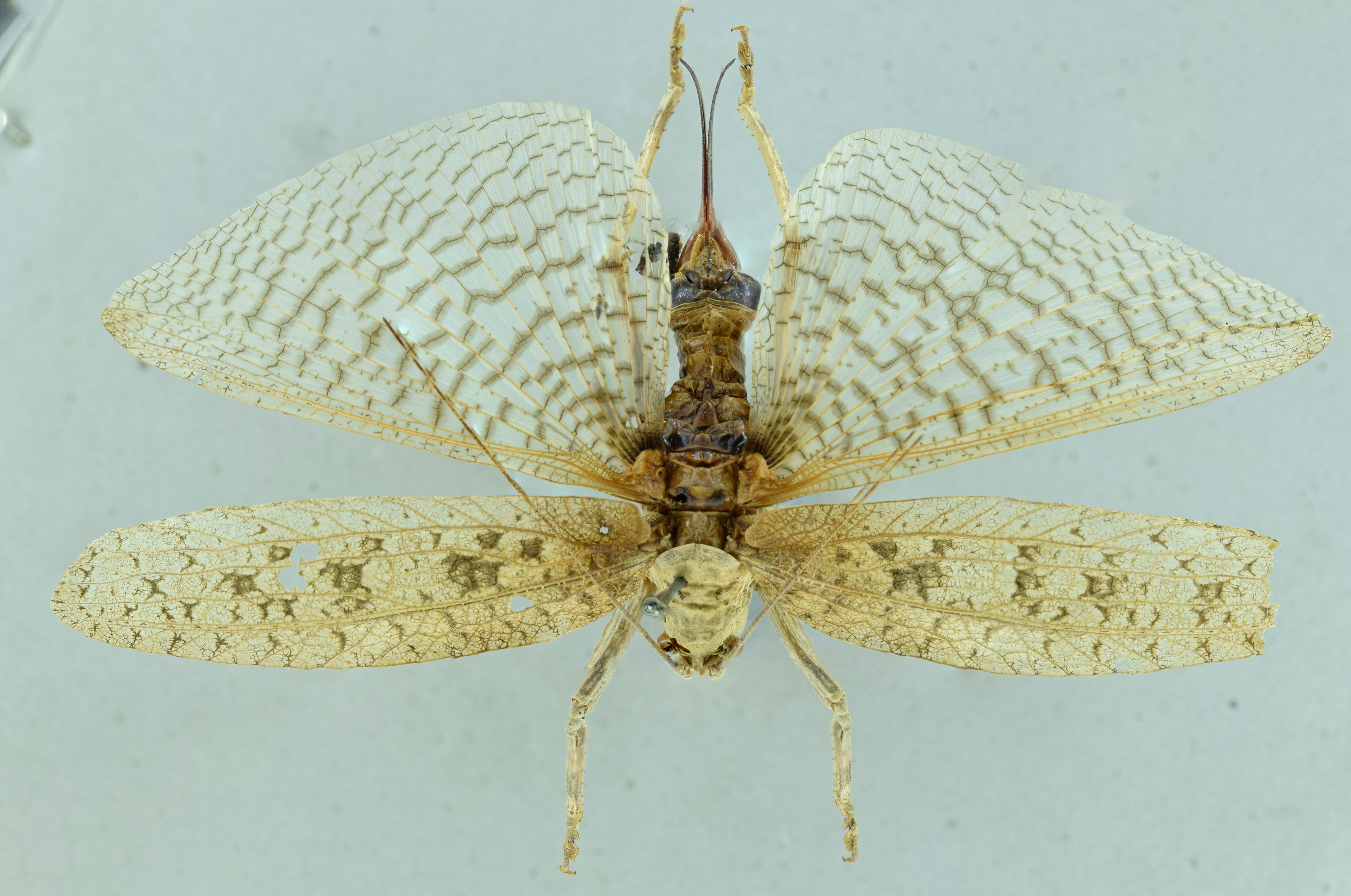 CollectionObject 1531926; 13e7fe24-fd9d-4f98-84ec-cef69ffd36b8: female habitus, dorsal view (holotype). (CollectionObject).