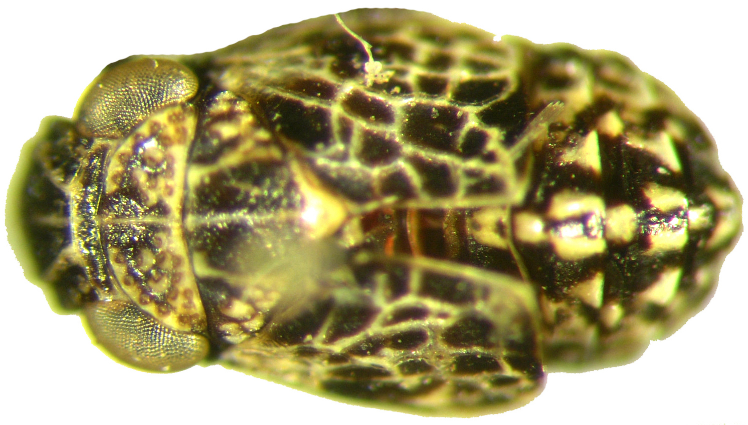 Habitus, dorsal view: !! display not done !! on Bruchomorpha costaricensis Schmidt, 1927: (Observation).