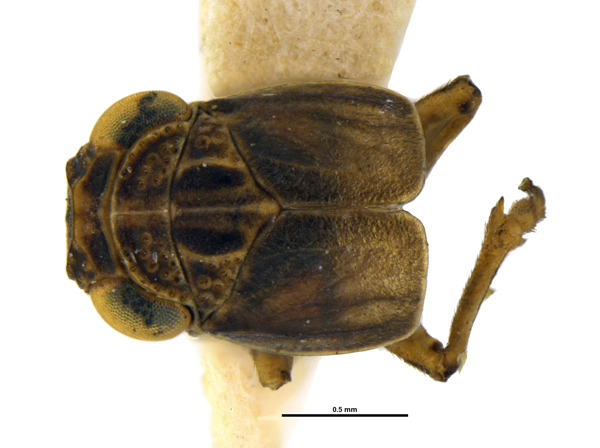 Habitus, dorsal view: (Observation).