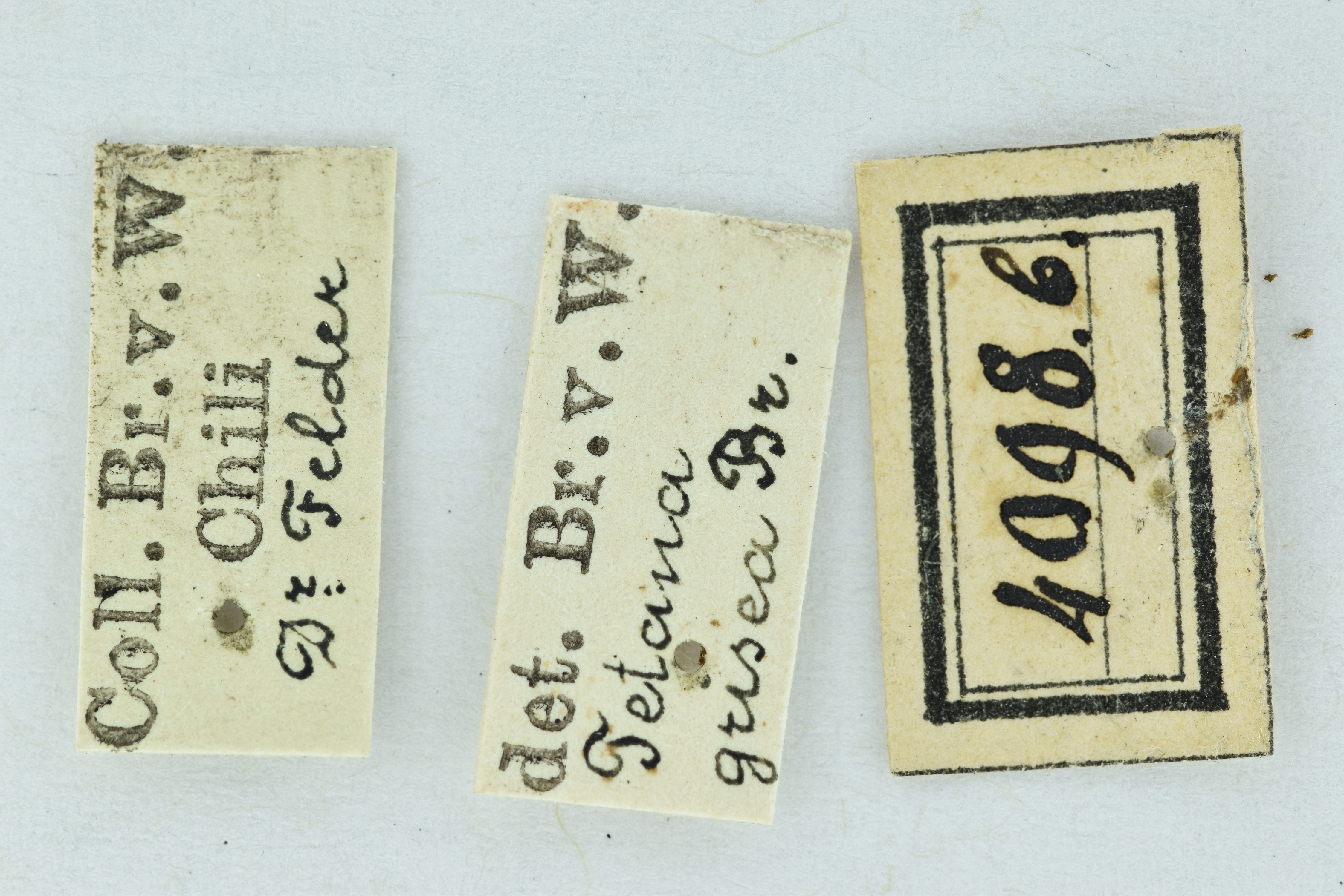 CollectionObject 1532291; c3b61f1e-b36b-442d-a235-0c5115d4a319, NMW 4098: male (holotype). (CollectionObject).