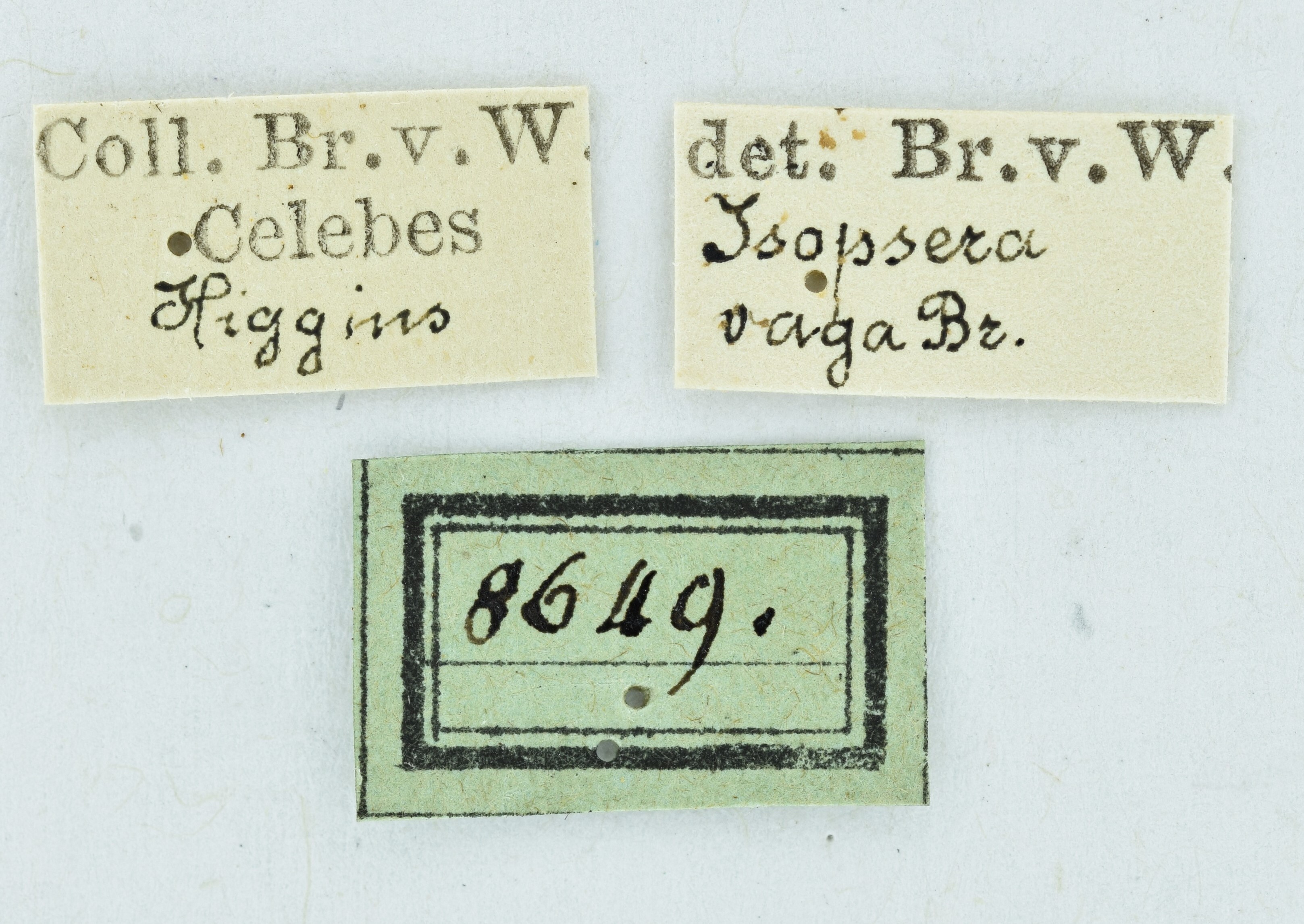 CollectionObject 1532195; NMW No. 8649, dfa38343-1010-49aa-954d-37ff74582022: labels (female holotype). (CollectionObject).