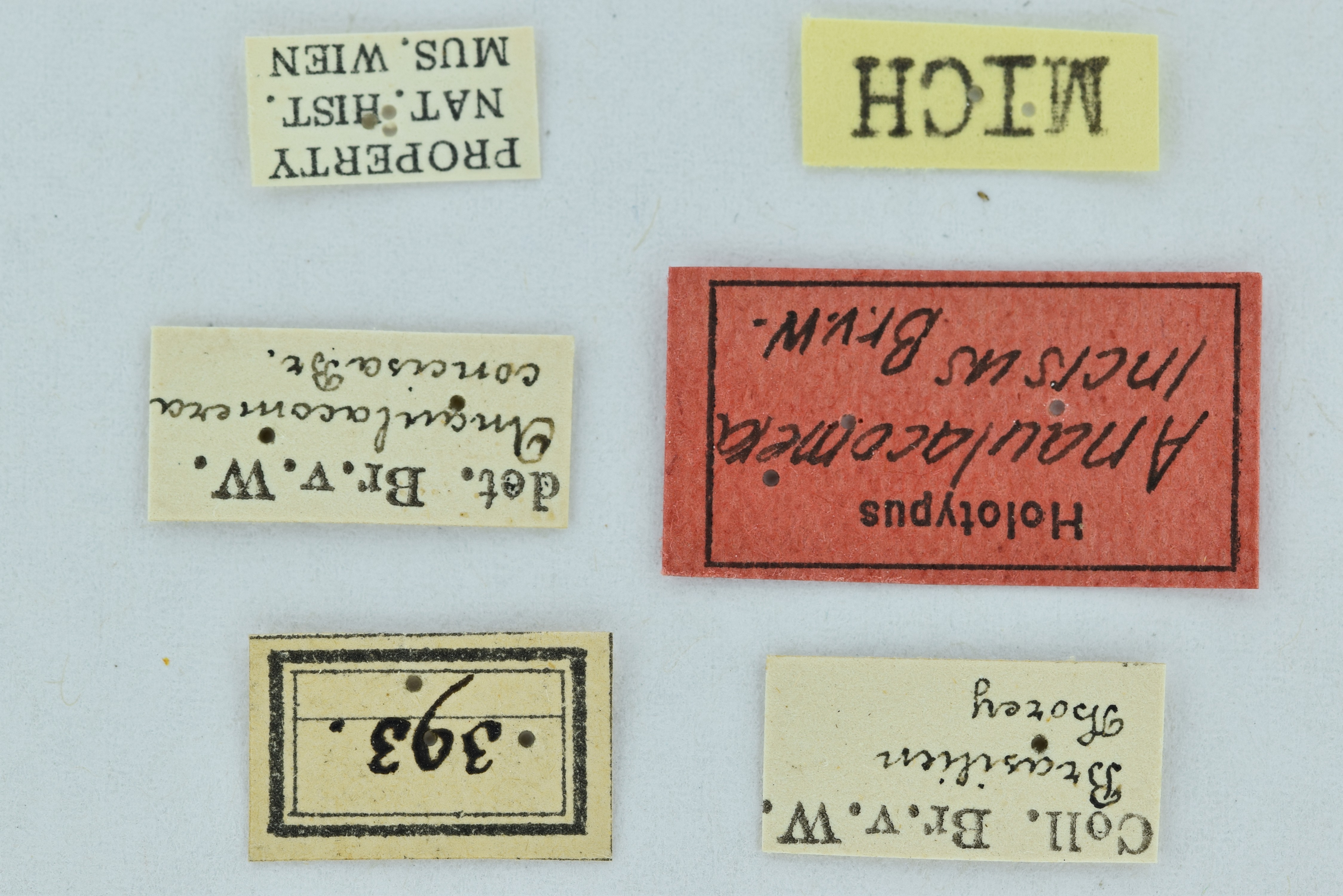 CollectionObject 1532144; NMW 393, 33fbdd01-877b-4238-8559-8e50264ddca0: labels (female holotype). (CollectionObject).