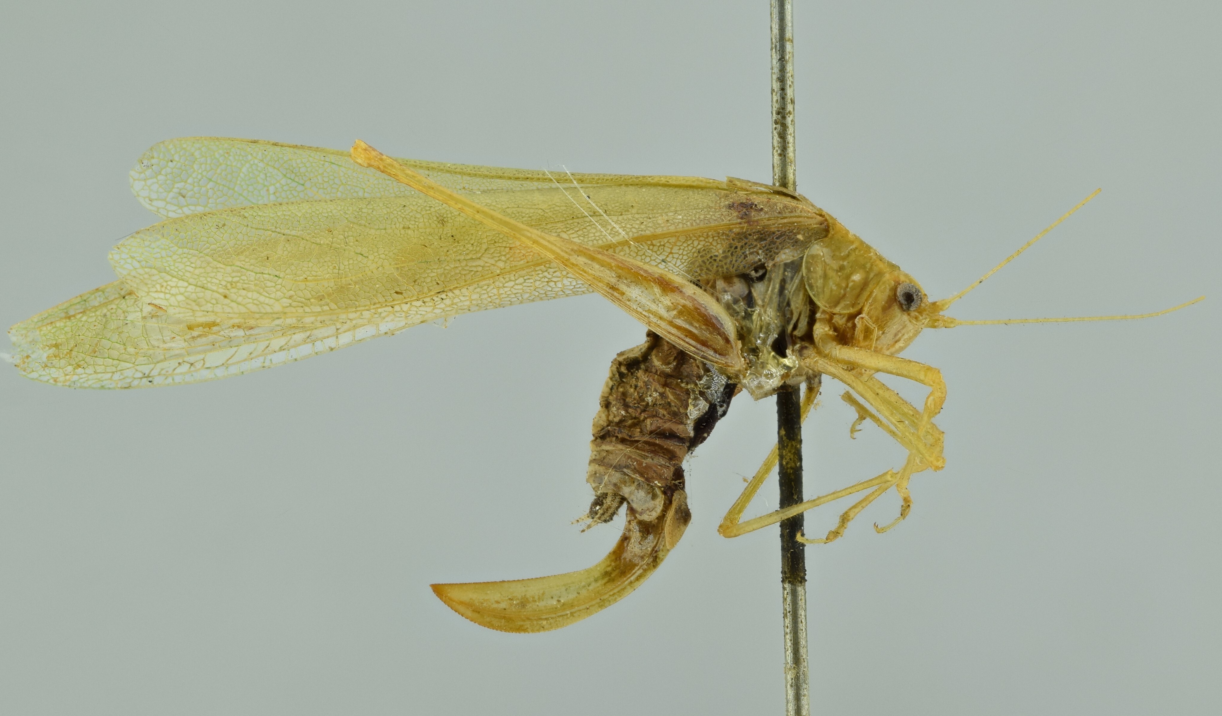 CollectionObject 2043615; NMW 12003, ead06aa4-f2a0-402f-9dcd-29a4a5cdea13: female habitus, lateral view (holotype). (CollectionObject).