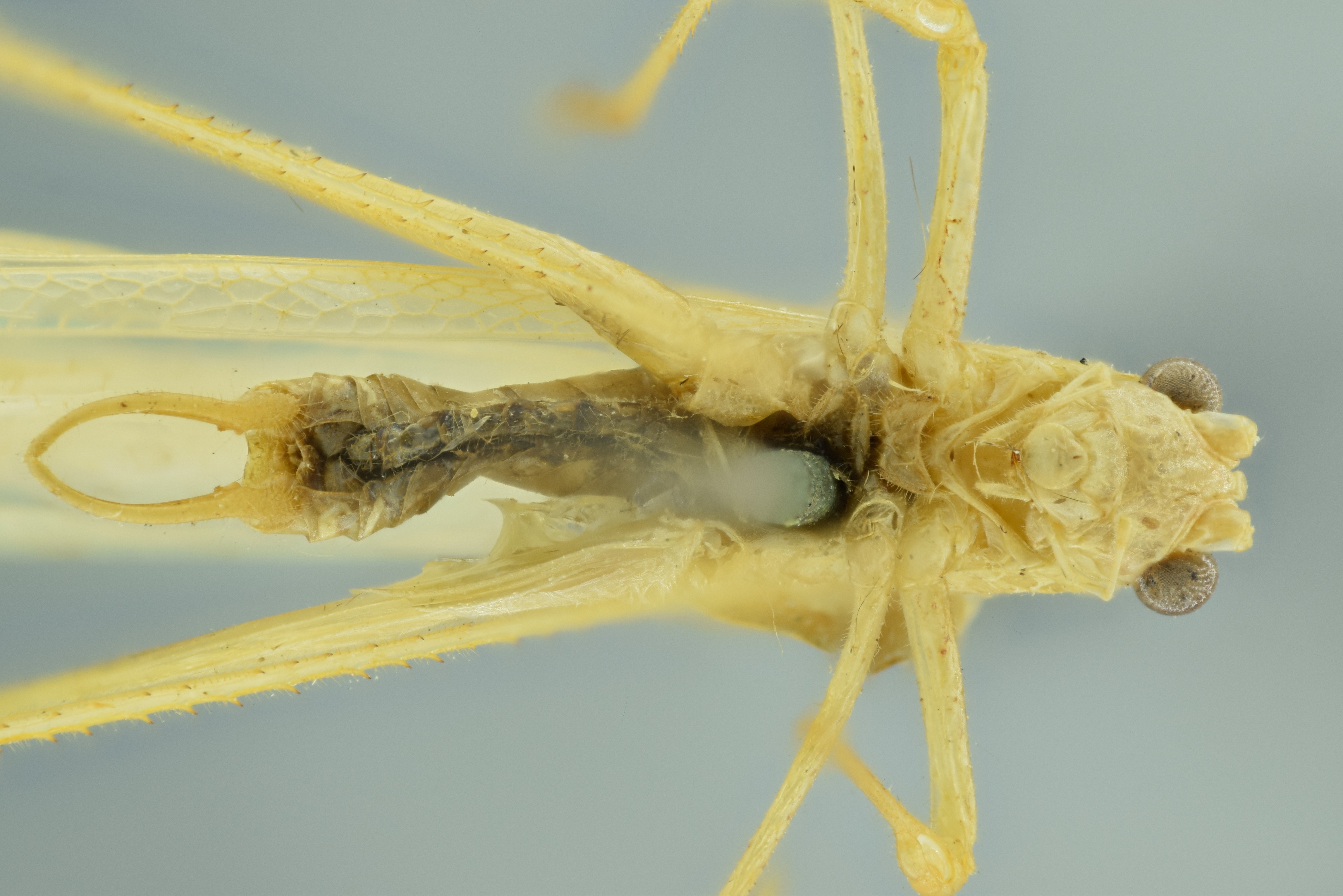 CollectionObject 1532130; fc67030f-95c1-45e2-a2e5-a8772dcbd3e1: male head, thorax, abdomen and terminalia, ventral view (syntype). (CollectionObject).