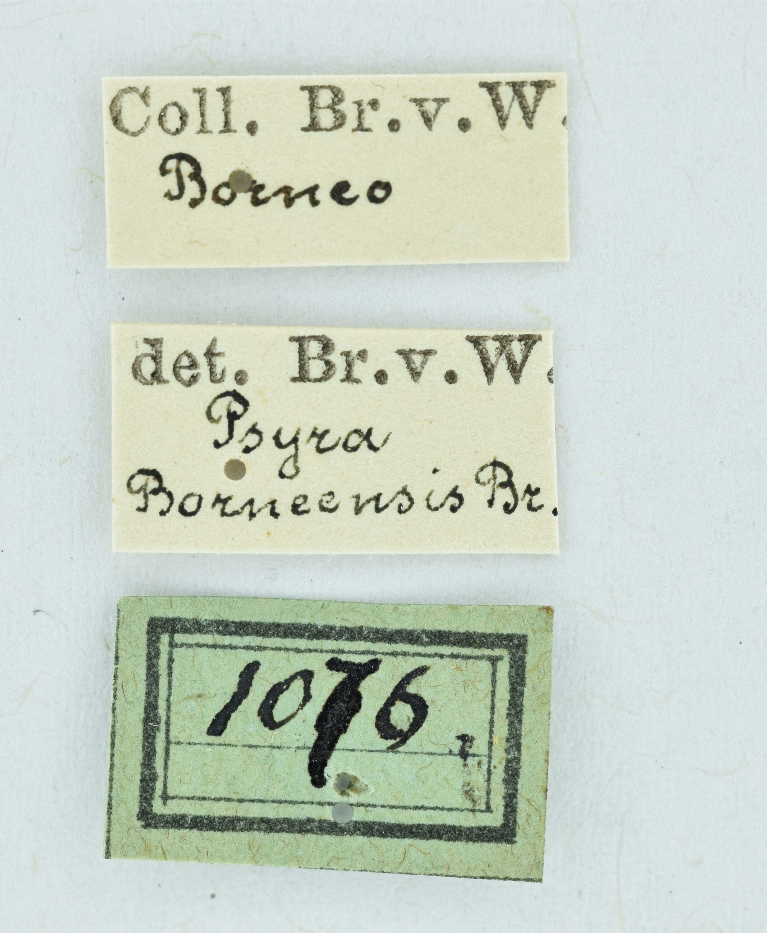 CollectionObject 1532449; cf8cb3fb-105f-43ed-ae42-1118af2ef976, NMW No. 1076: labels (female holotype). (CollectionObject).