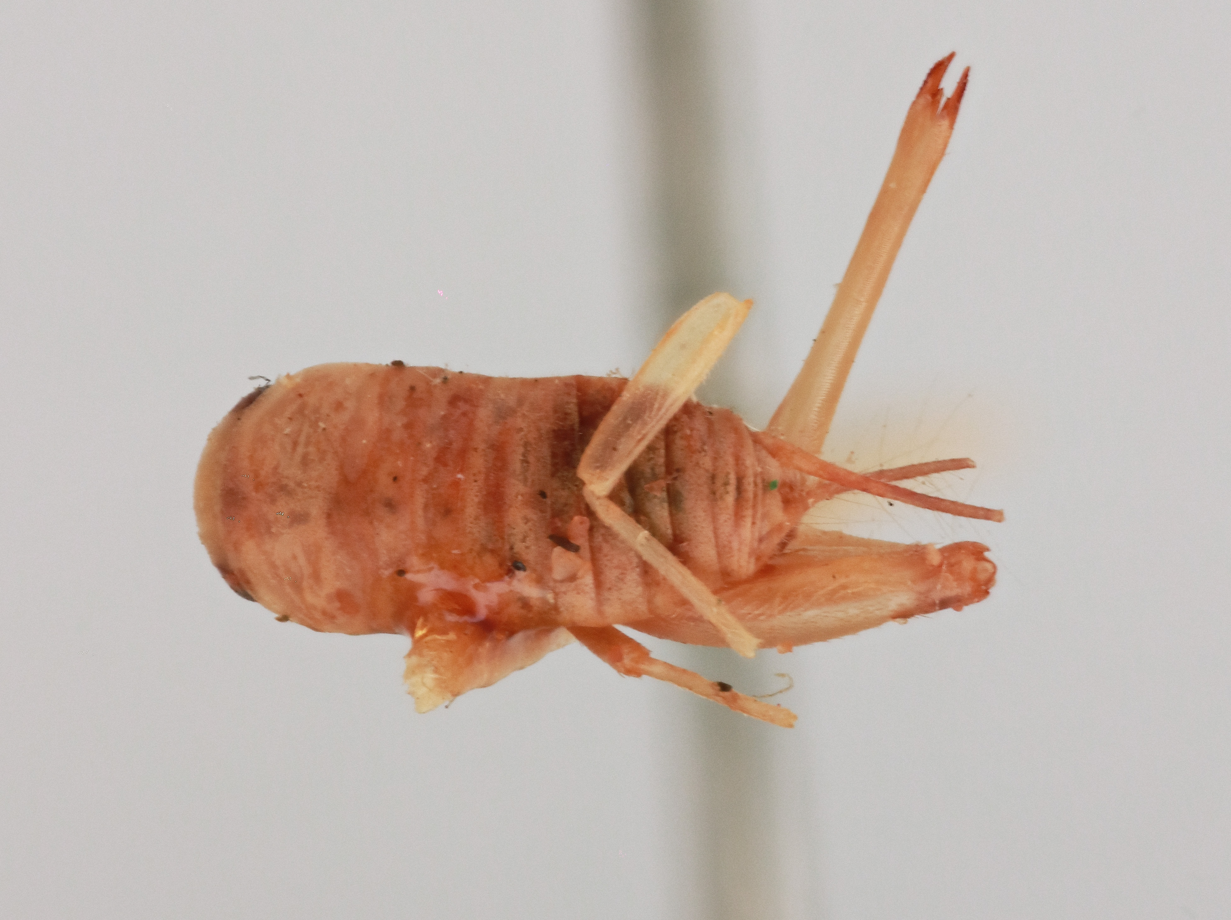 CollectionObject 2046078; 753365da-7a8a-45c8-a2fc-e139a1e68091, NHMUK015982098: male, dorsal view (paratype). (CollectionObject).