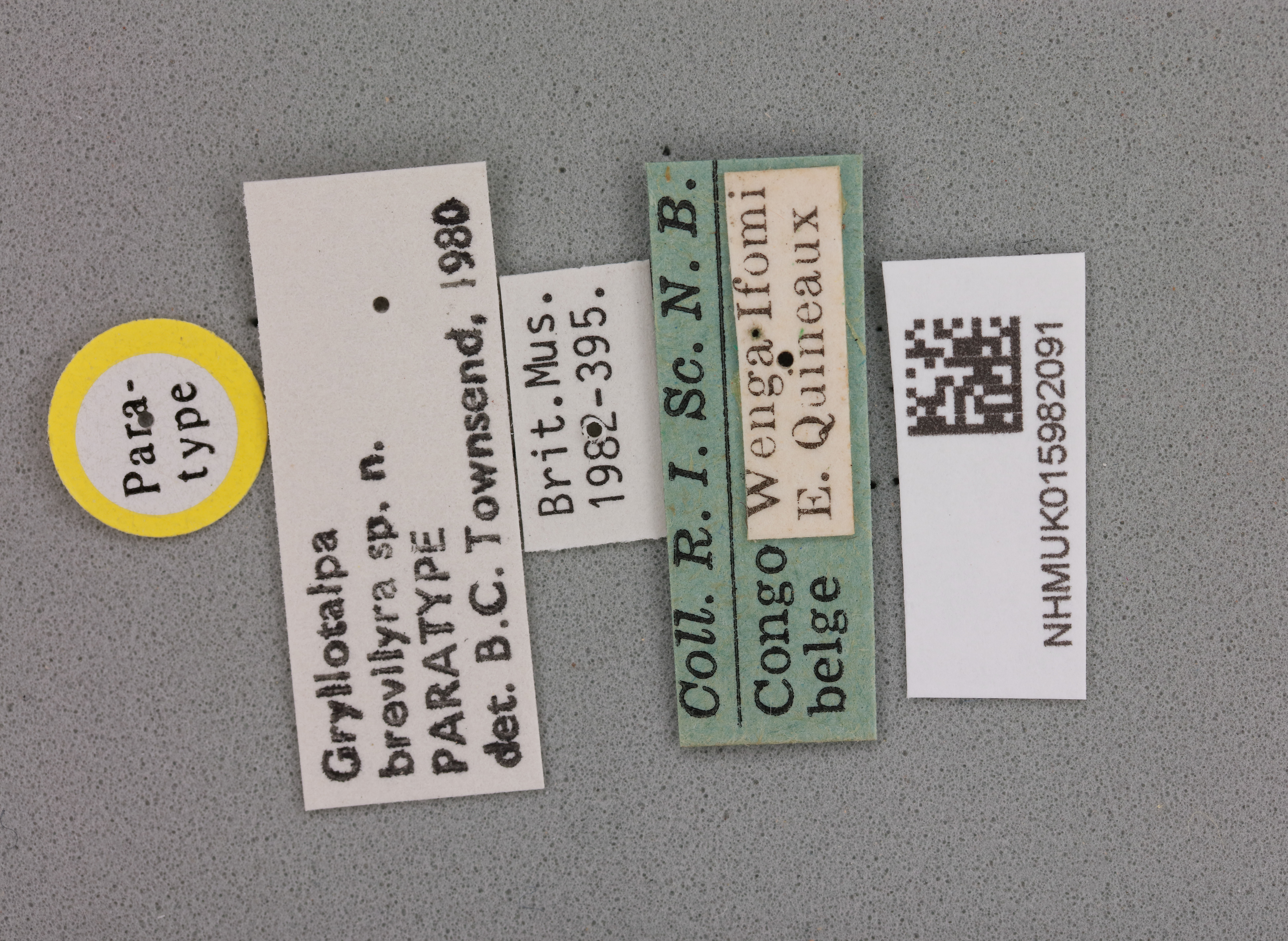 CollectionObject 2046292; 4cd95f82-f1fb-4d70-b3c5-1508664dcea8, NHMUK015982091: Gryllotalpa brevilyra Townsend, 1983. labels (paratype). (CollectionObject).