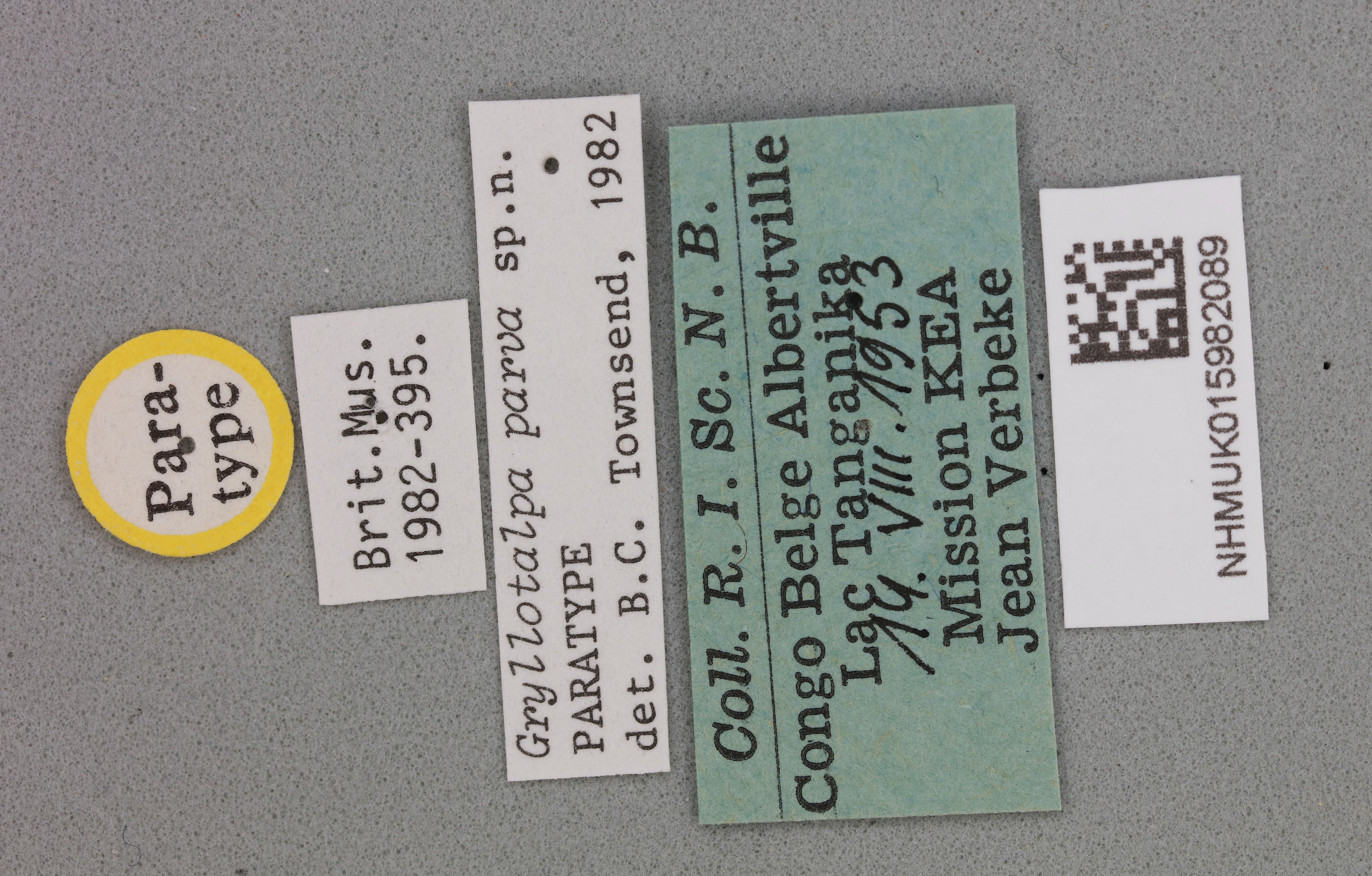 CollectionObject 2046295; NHMUK015982089, 33f22518-1947-4b48-ae35-4919f65f0a47: Gryllotalpa parva Townsend, 1983. Label. (CollectionObject).