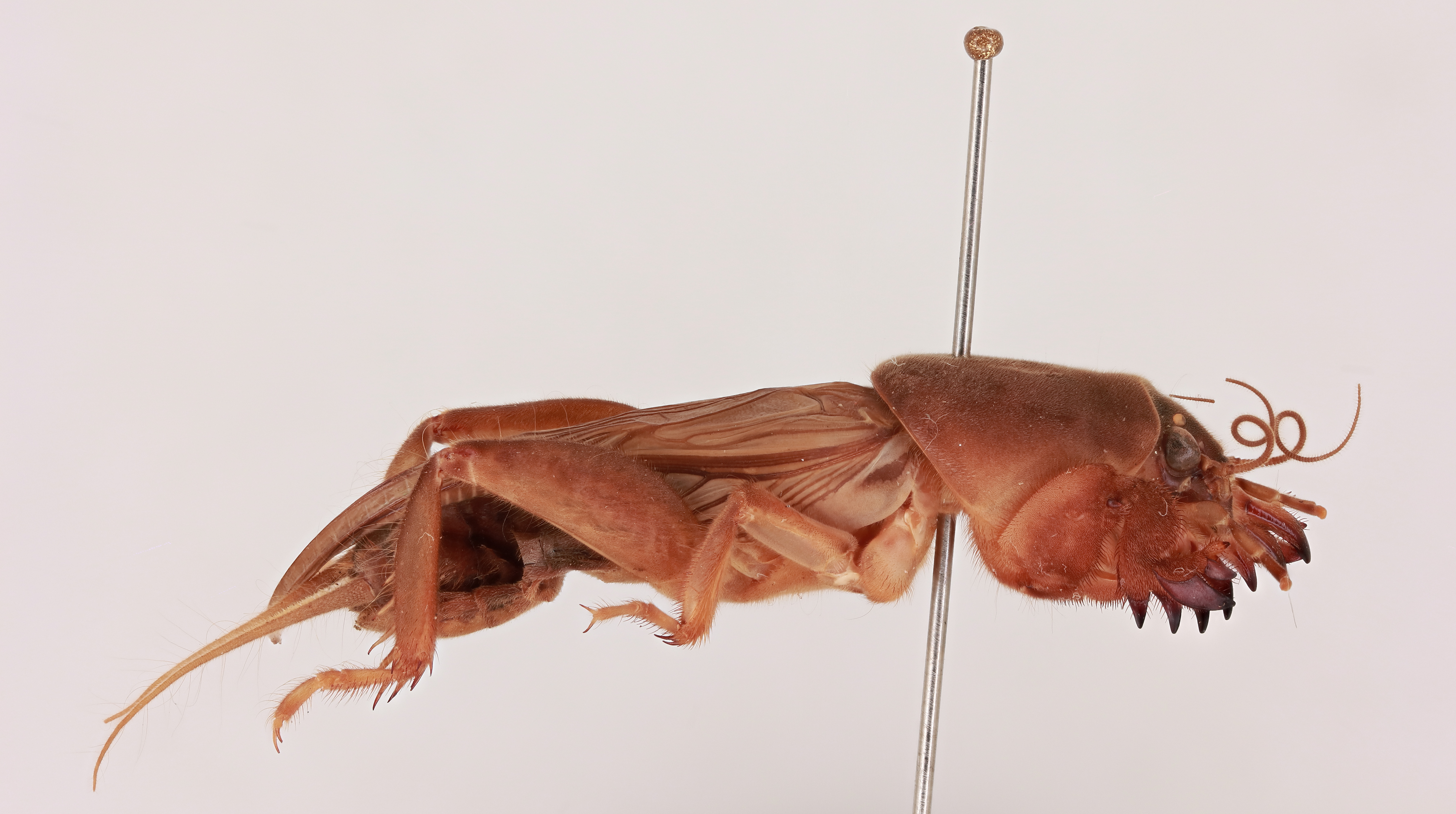 CollectionObject 2046300; 937e3b24-a5c9-43b2-853c-5766870c71a1, NHMUK015982093: Gryllotalpa robusta Townsend, 1983. male, lateral view. (CollectionObject).