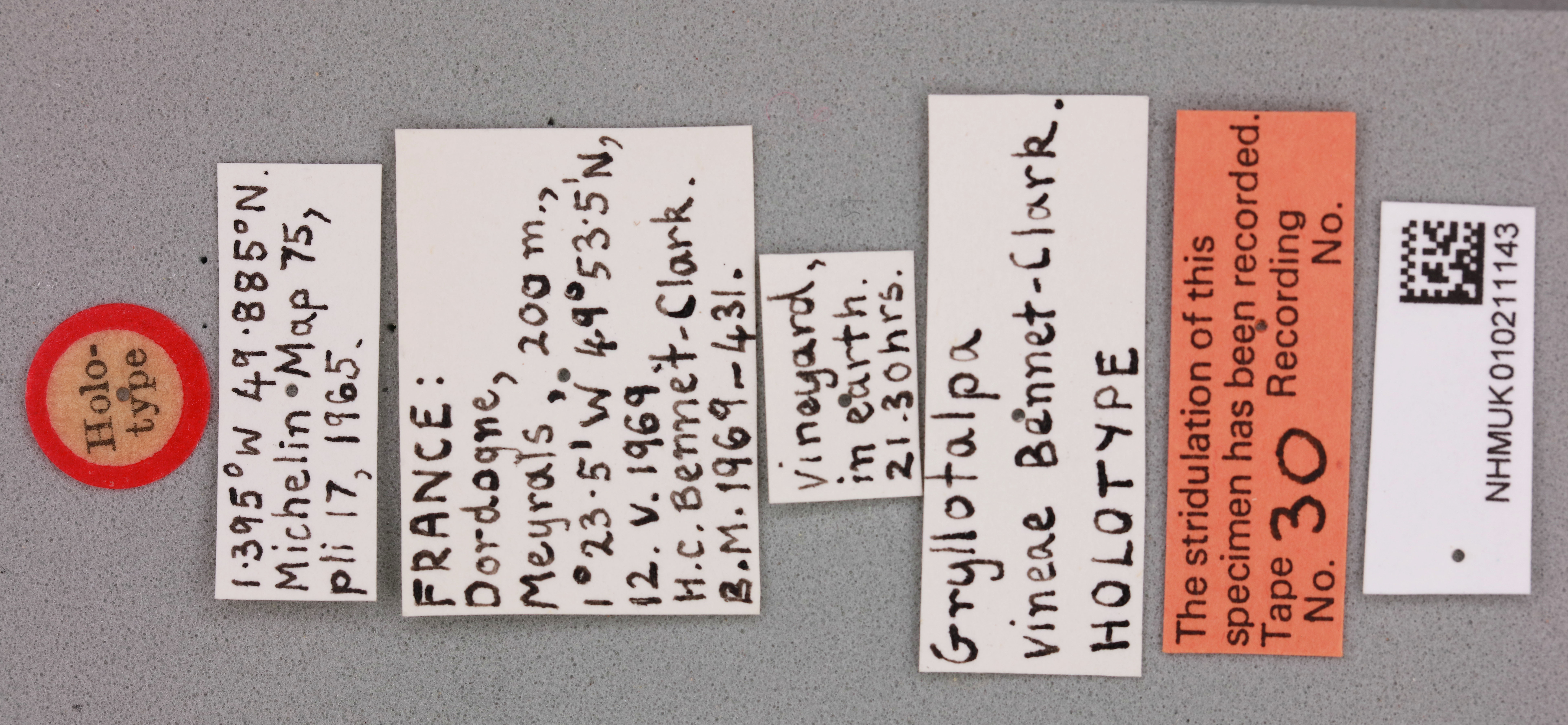 CollectionObject 1517542; 861f26d5-f507-425c-bb65-fc6041d33f17, NHMUK010211143: labels (holotype). (CollectionObject).