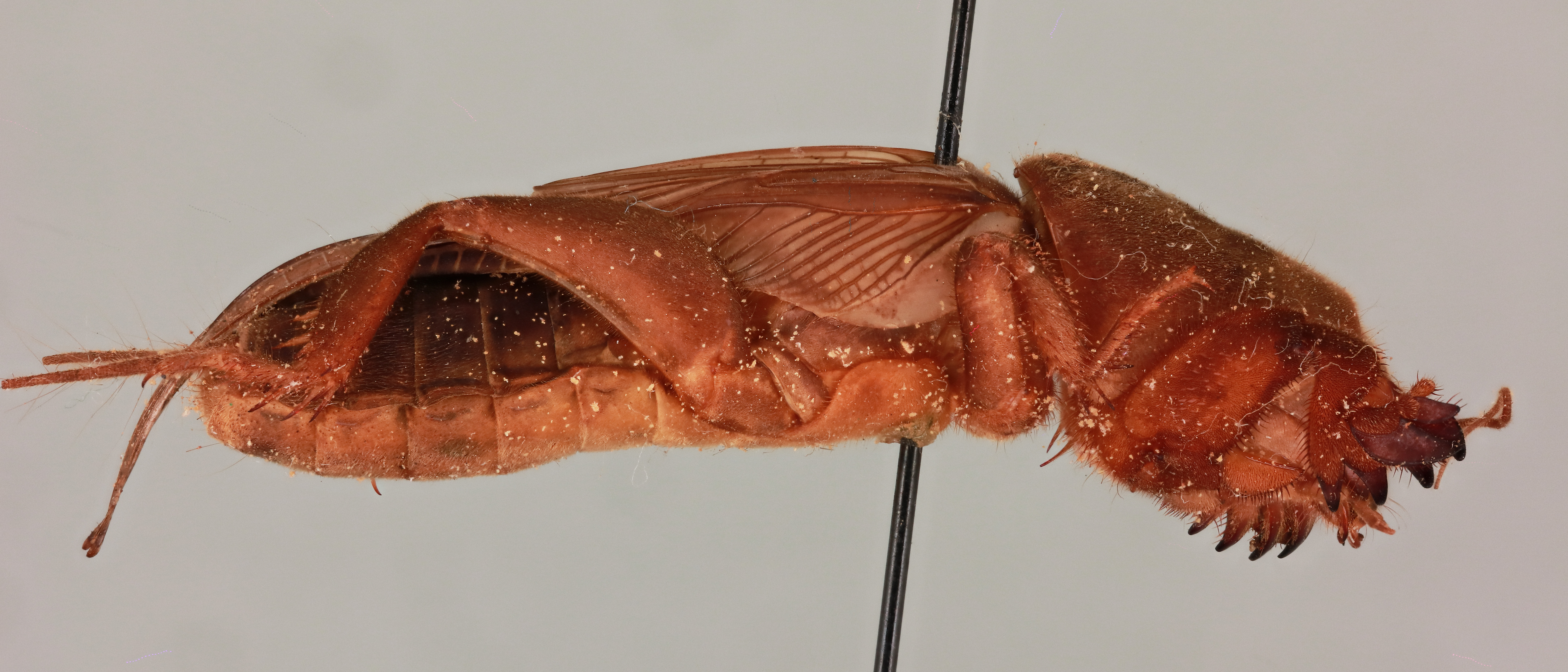 CollectionObject 2046325; NHMUK015982075, 513a5057-83db-4204-ac43-1e379cf32909: Gryllotalpa spissidens Townsend, 1983. lateral view (paratype). (CollectionObject).