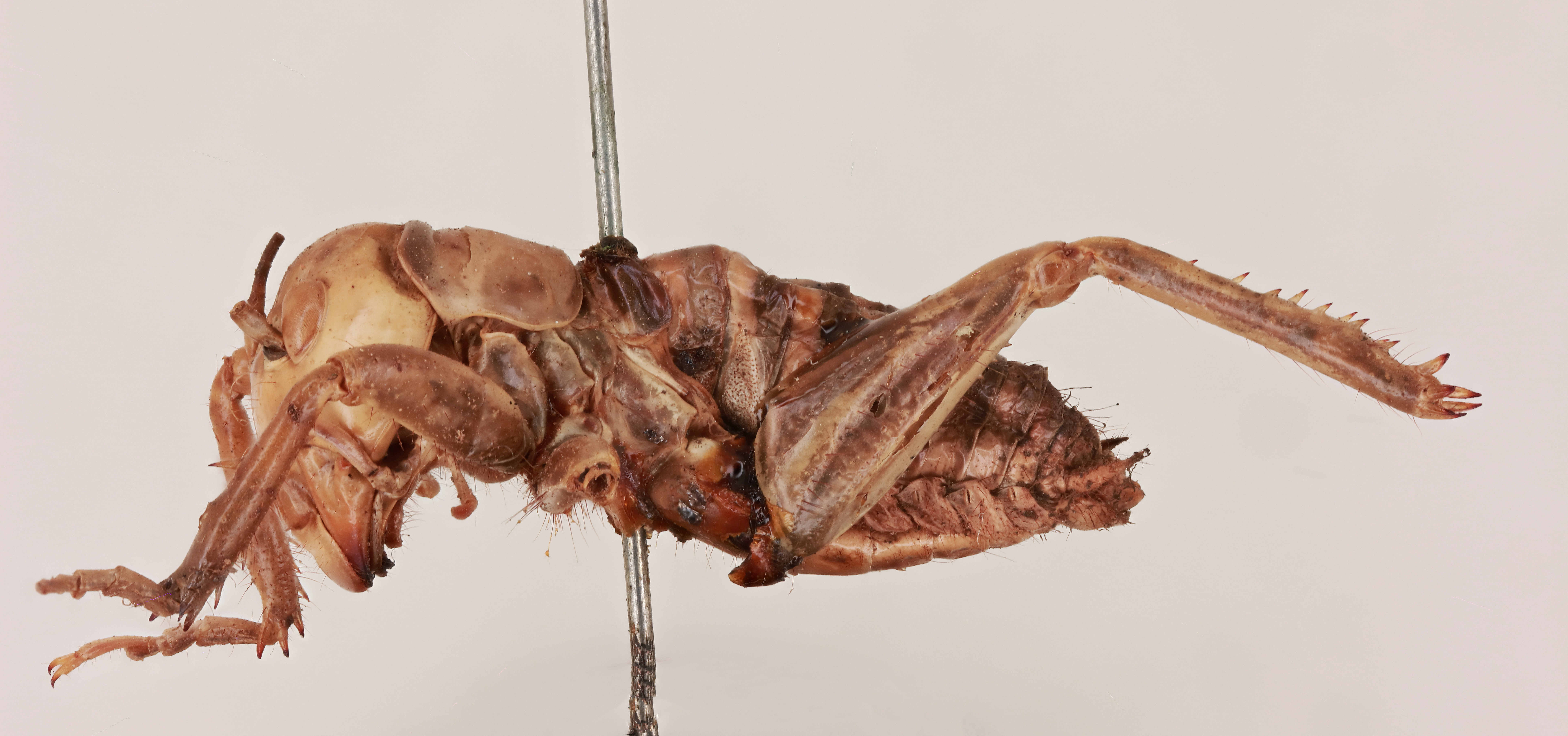 CollectionObject 1517605; d10b7f30-04dc-4f98-bd9f-40b5e92d6bf0, NHMUK015982110: male, lateral view (holotype). (CollectionObject).