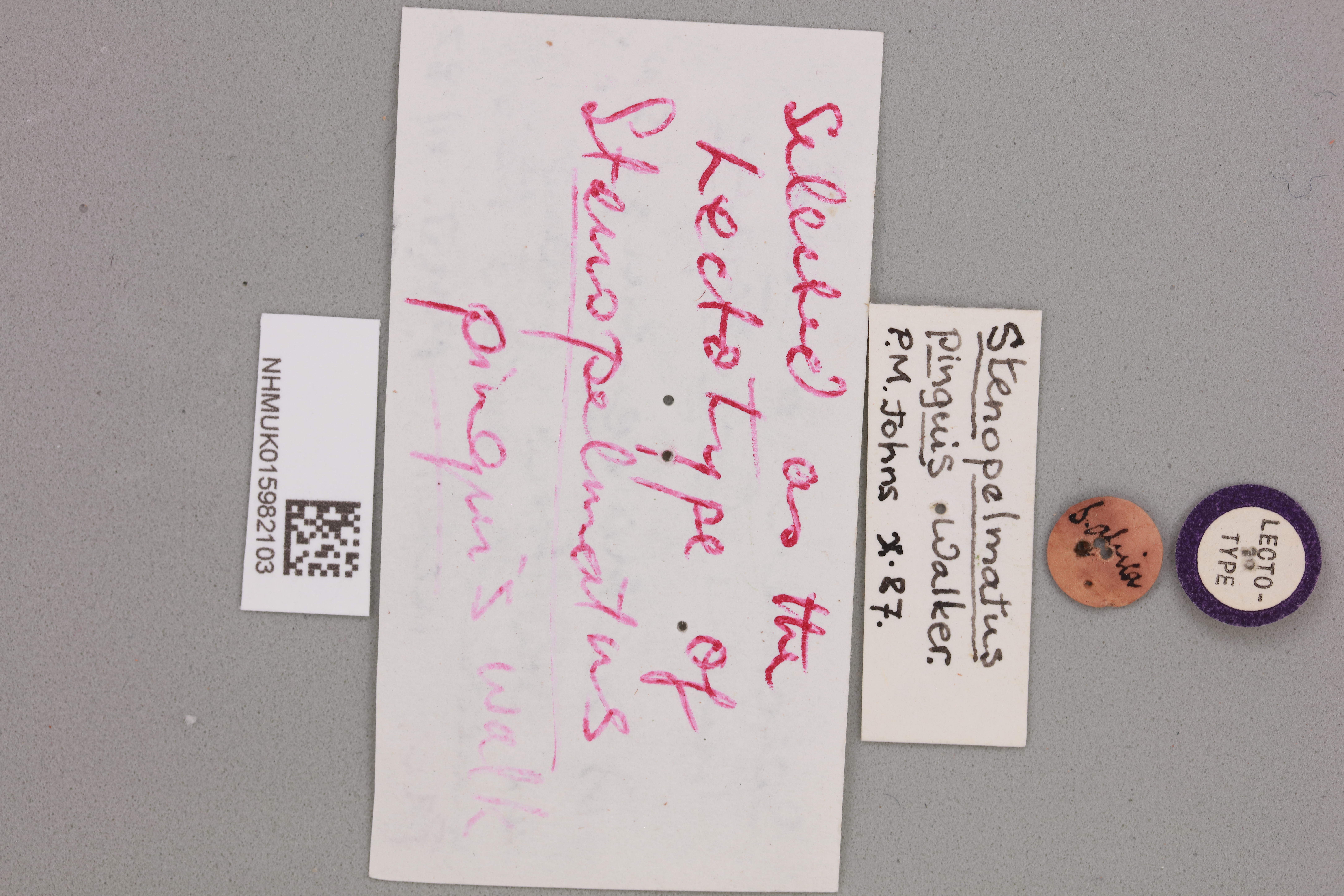 CollectionObject 2046426; 56537f5a-4995-4e4f-8ab7-f2c7e214d1ad, NHMUK015982103: Sia (Maxentius) pinguis (Walker, 1869). labels (syntype or lectotype). (CollectionObject).