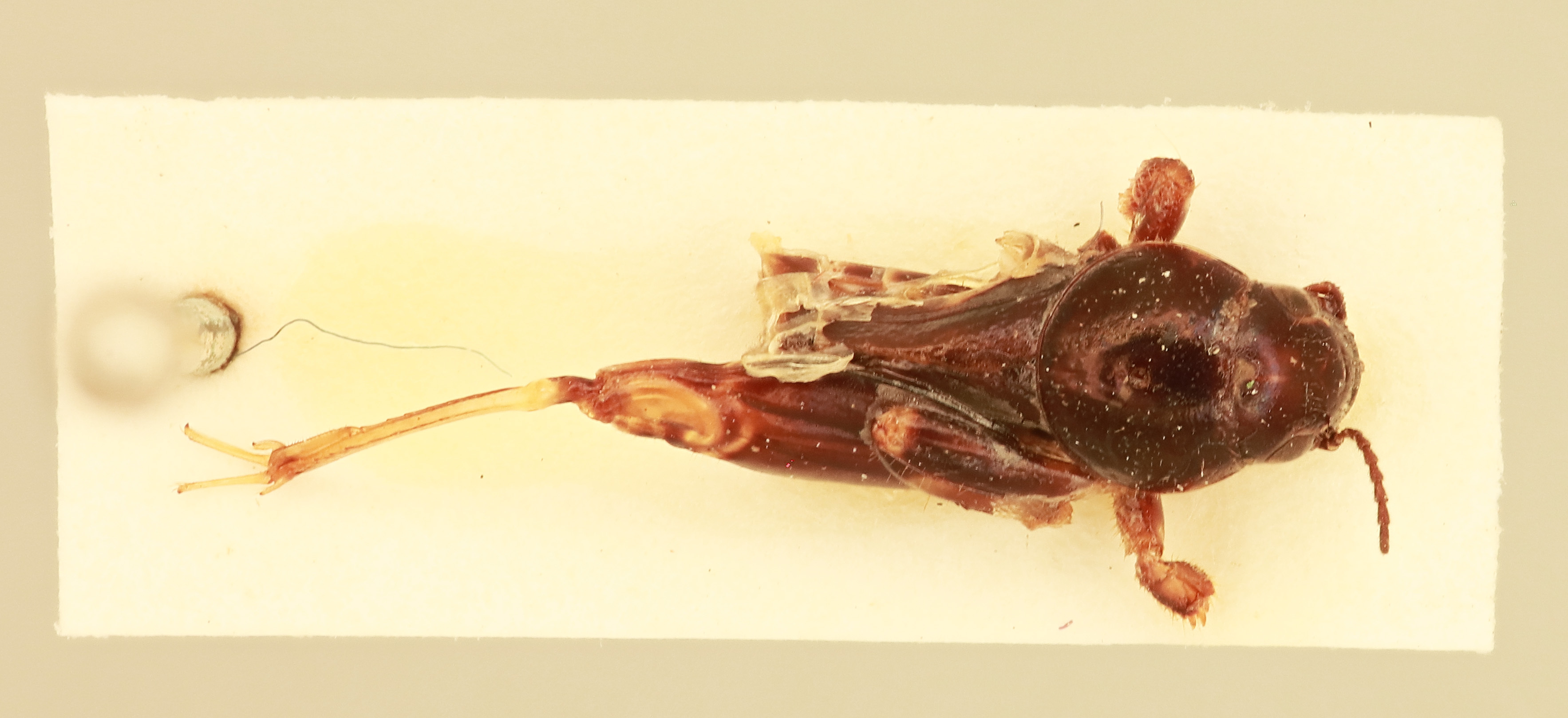 CollectionObject 2051832; NHMUK015982232, da2bc3e3-e02c-4396-bf8a-0bf7c6da48c0: Bruntridactylus irremipes (Uvarov, 1934). Dorsal view. (CollectionObject).