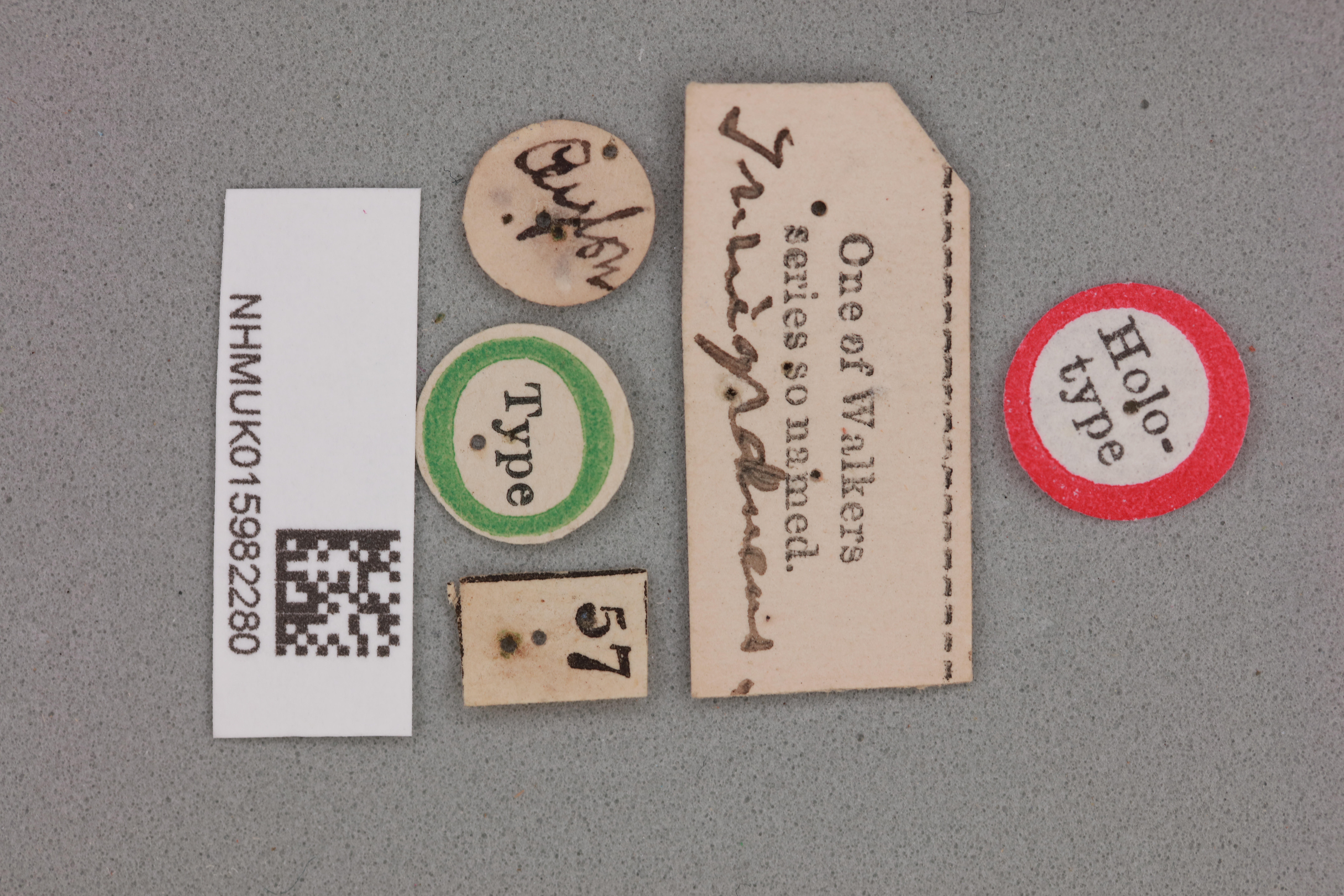 CollectionObject 1517838; bff97af5-bd85-49de-9254-cf4e27f499df, NHMUK015982280: labels (holotype). (CollectionObject).