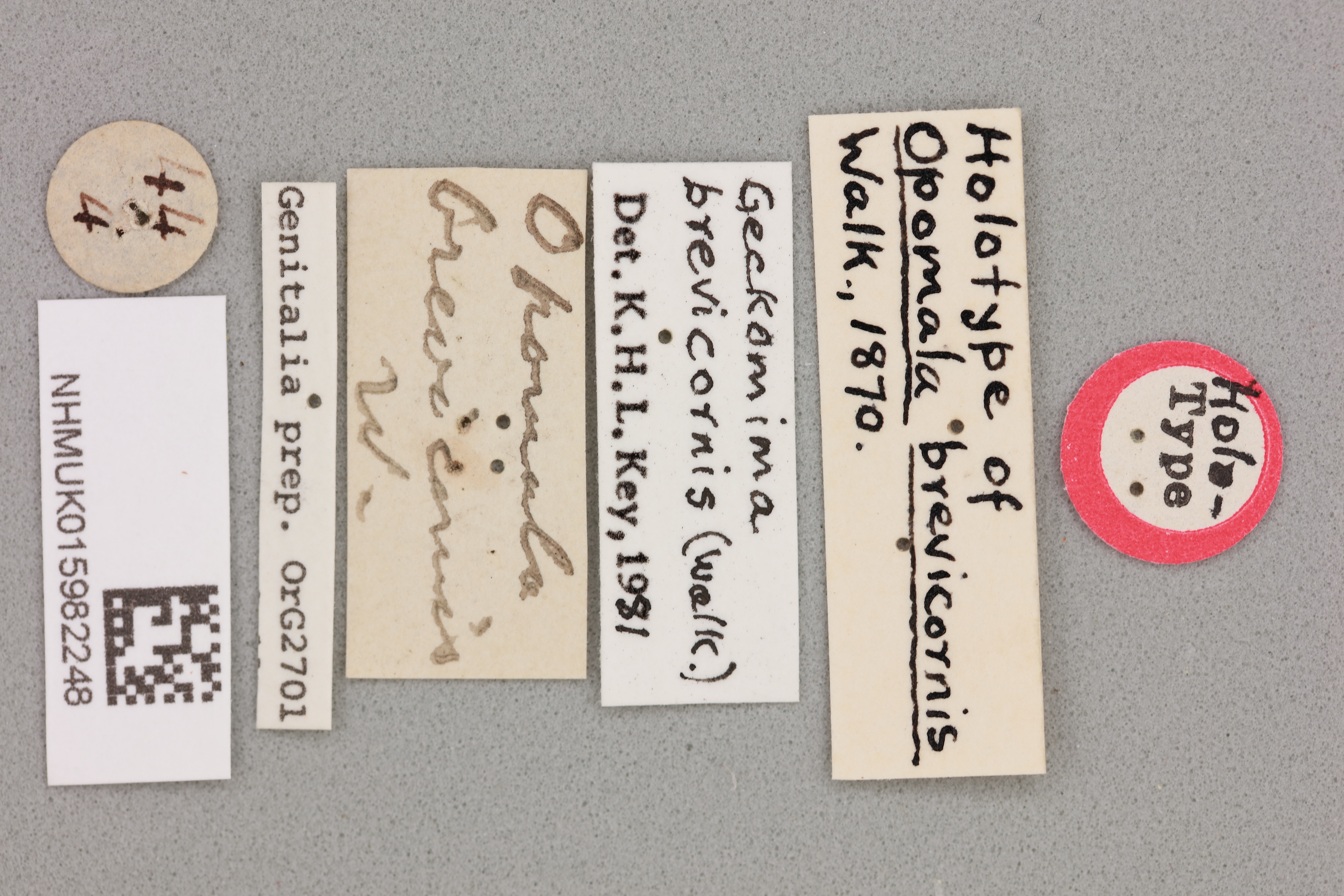 CollectionObject 1518310; 15db4b4e-b6d9-4a15-984f-8677a9494e07, NHMUK015982248: labels (holotype). (CollectionObject).