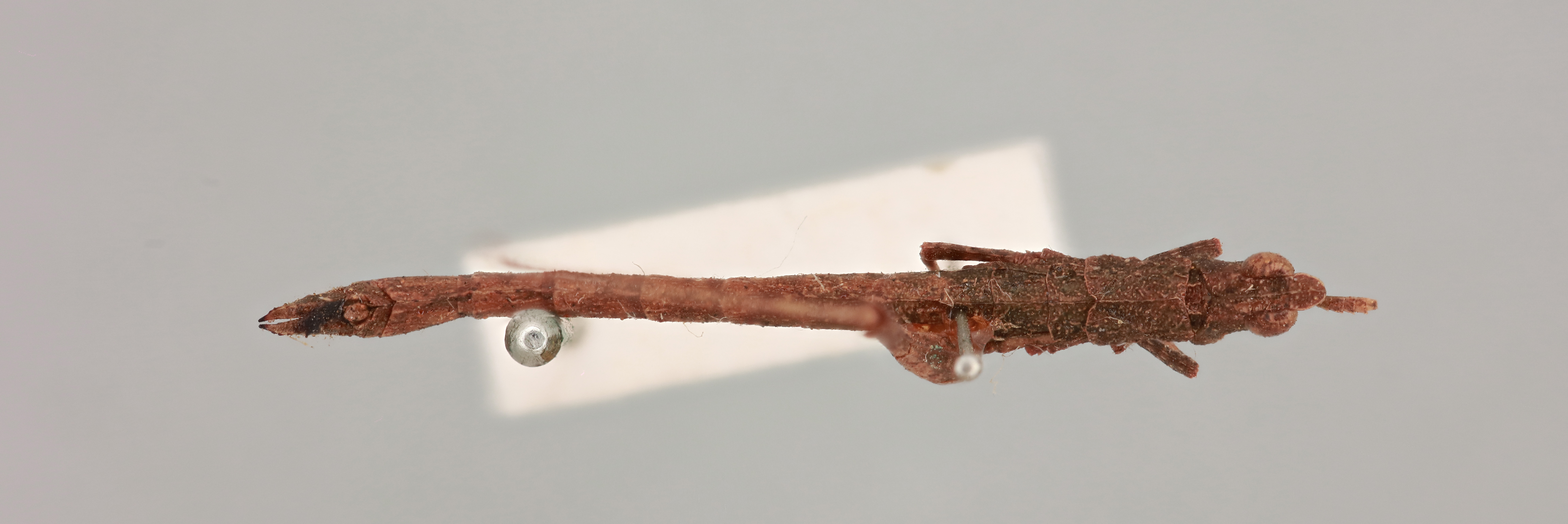 CollectionObject 2052025; bd80f90c-86d6-4a1e-bc5b-764631fbbf34, NHMUK015982251: Keyacris interpres Rehn, 1952. female, dorsal view (paratype). (CollectionObject).