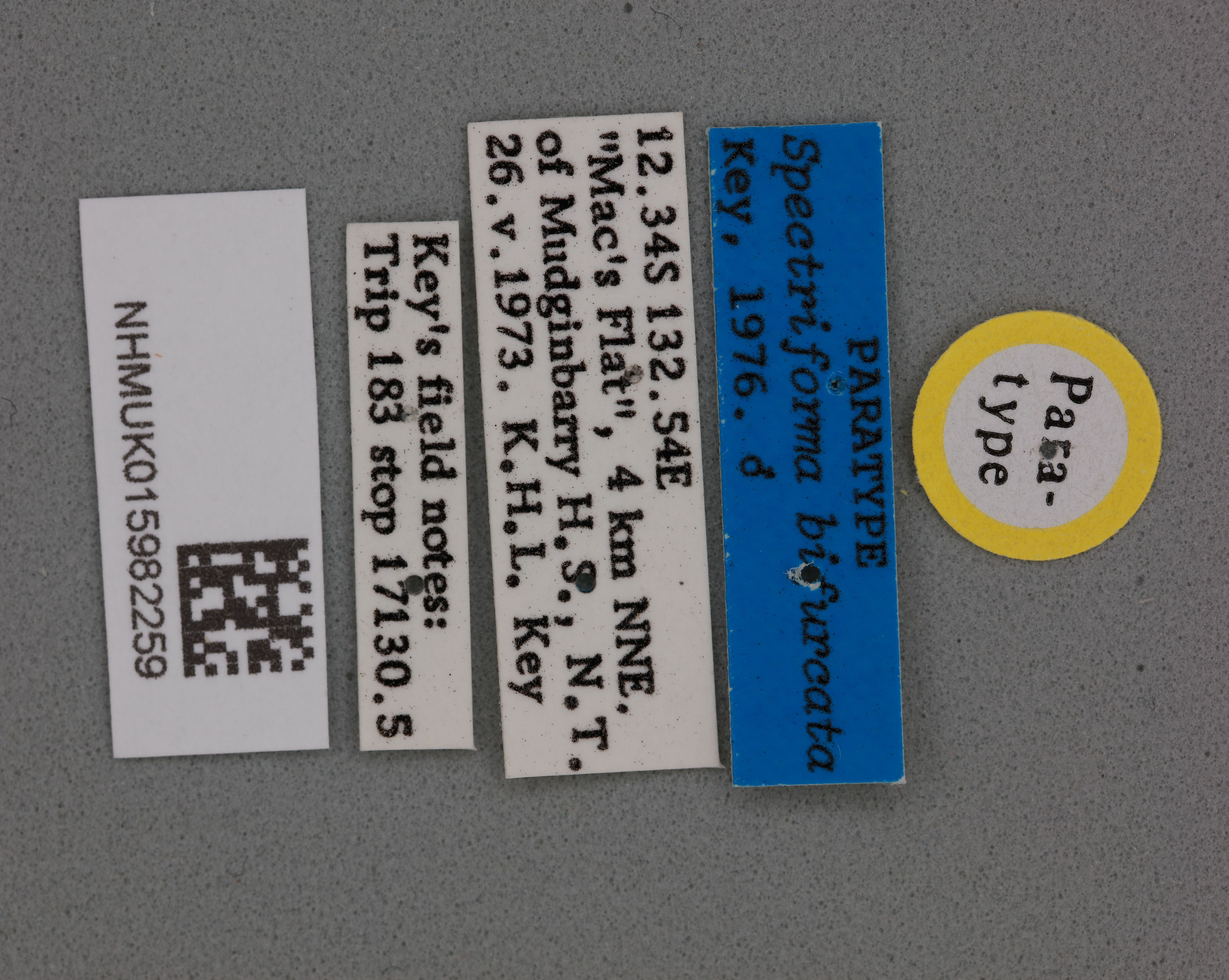 CollectionObject 2052029; NHMUK015982259, 0ce9d429-a08e-4c89-95d4-50cc89a7300d: labels (paratype). (CollectionObject).