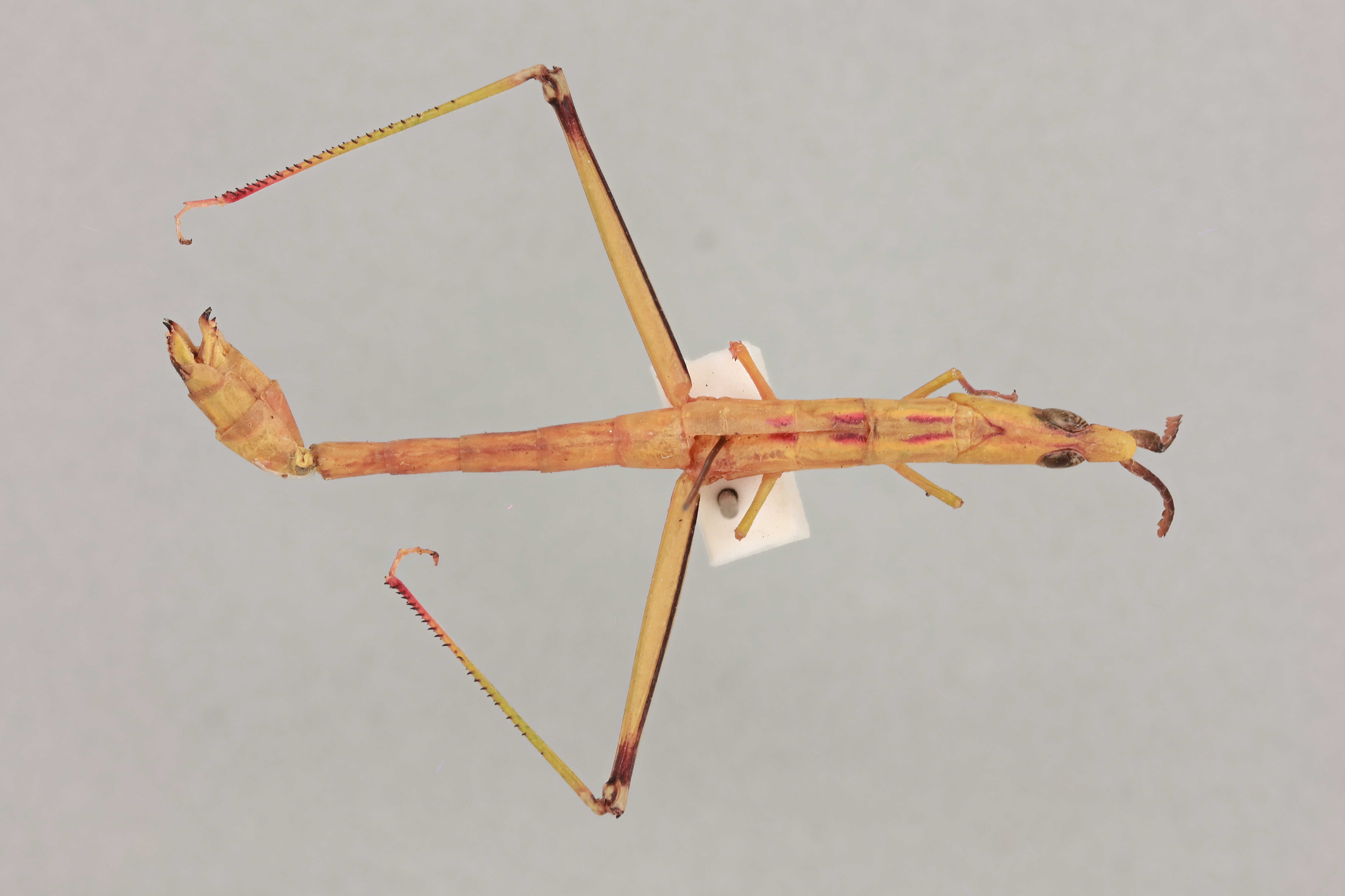 CollectionObject 2052032; 67f4eae3-dc8a-4391-b565-b77608b59387, NHMUK015982252: Warramaba virgo (Key, 1963). Dorsal view. (CollectionObject).