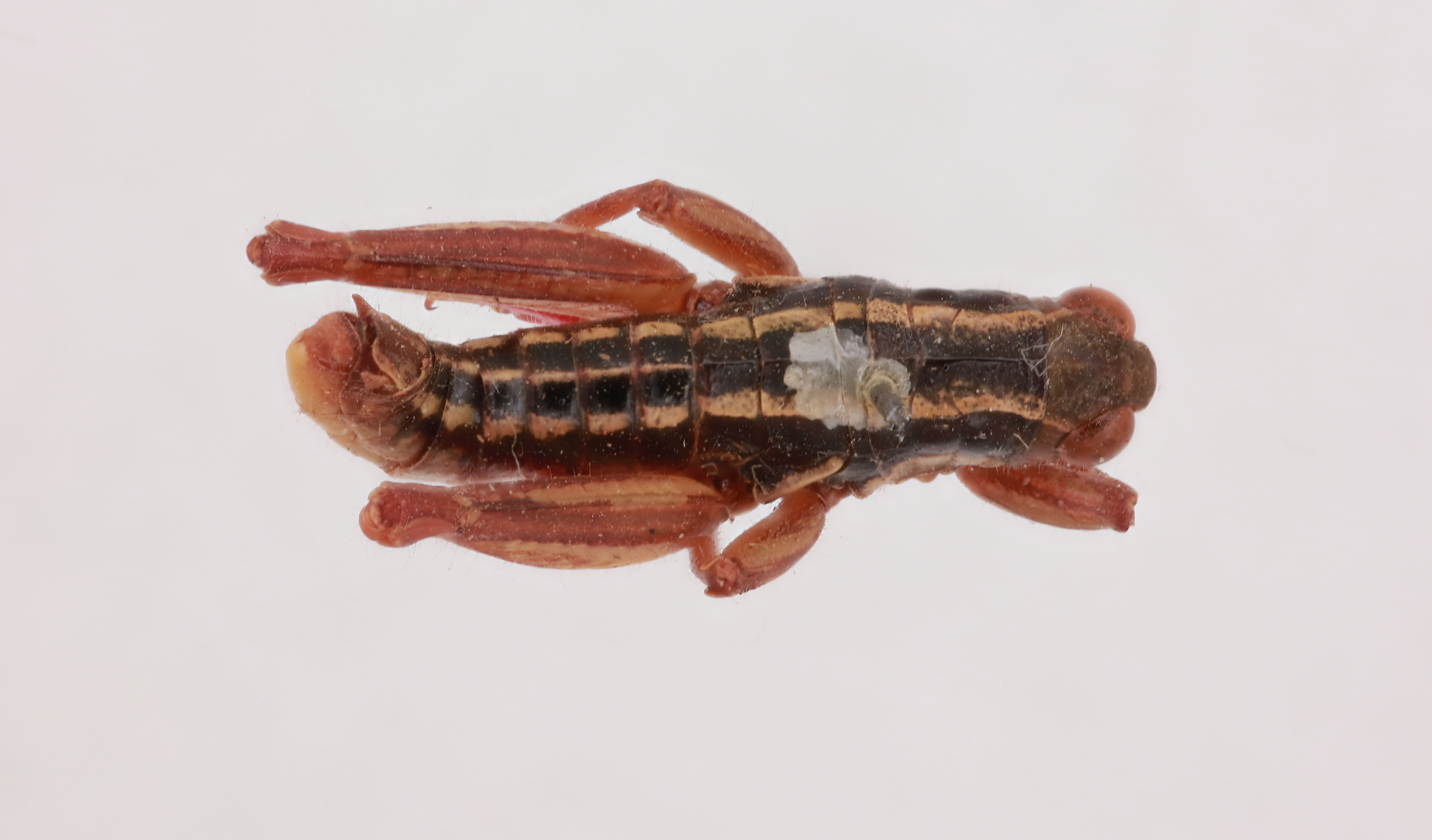 CollectionObject 2052219; 81aad65a-8b1c-44ef-8530-4ddb1f78c9cc, NHMUK015982432: male, dorsal view (paratype). (CollectionObject).